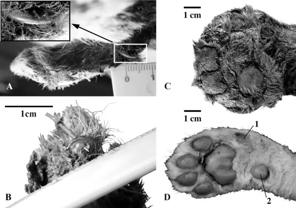 La découverte d'un tigreau à dents de sabre momifié dans le pergélisol sibérien decouverte dun tigreau a dents de sabre momifie dans le pergelisol siberien 2 decouverte-dun-tigreau-a-dents-de-sabre-momifie-dans-le-pergelisol-siberien-2