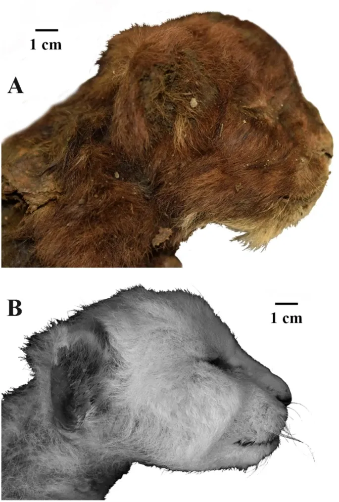 La découverte d'un tigreau à dents de sabre momifié dans le pergélisol sibérien decouverte dun tigreau a dents de sabre momifie dans le pergelisol siberien 3 decouverte-dun-tigreau-a-dents-de-sabre-momifie-dans-le-pergelisol-siberien-3