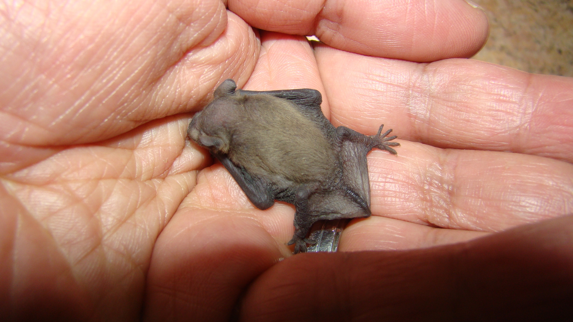 La chauve-souris bourdon, le plus petit mammifère du monde la chauve souris bourdon le plus petit mammifere du monde 1 la-chauve-souris-bourdon-le-plus-petit-mammifere-du-monde-1.