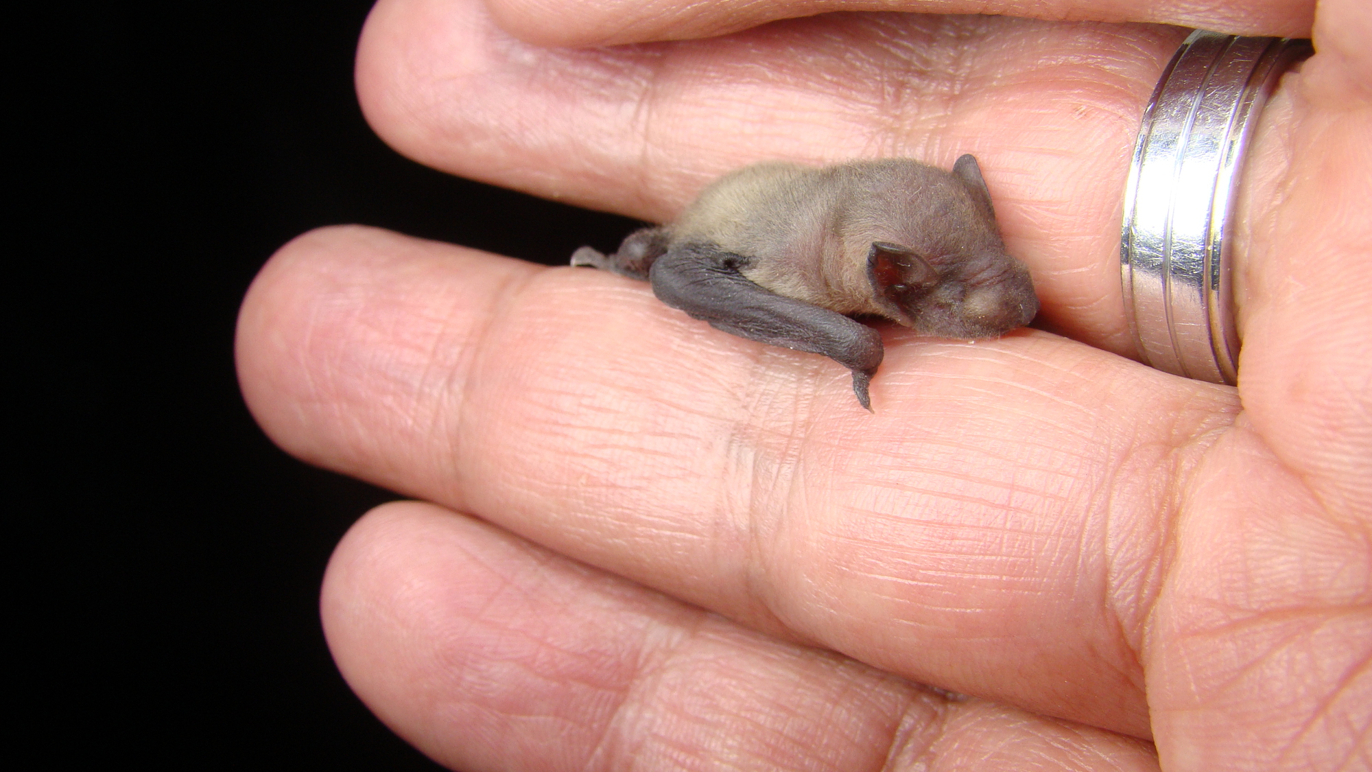 La chauve-souris bourdon, le plus petit mammifère du monde la chauve souris bourdon le plus petit mammifere du monde 2 la-chauve-souris-bourdon-le-plus-petit-mammifere-du-monde-2