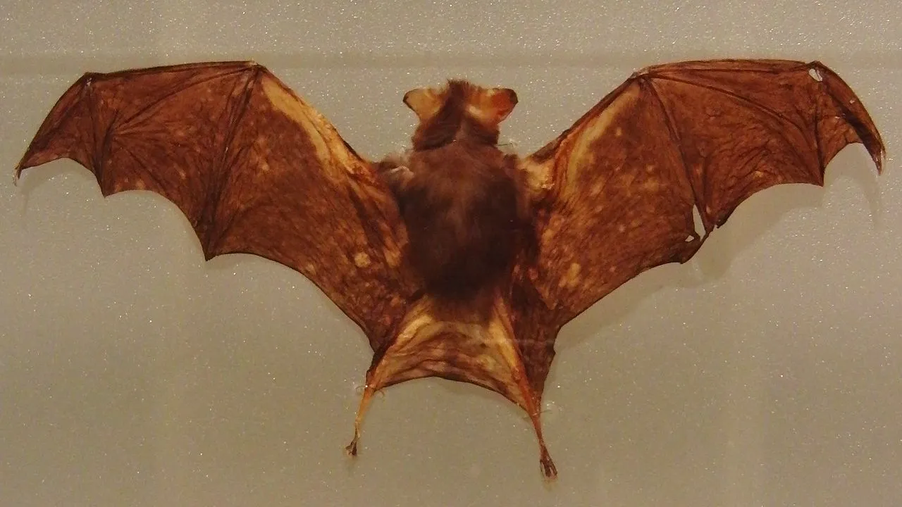La chauve-souris bourdon, le plus petit mammifère du monde la chauve souris bourdon le plus petit mammifere du monde 3 la-chauve-souris-bourdon-le-plus-petit-mammifere-du-monde-3