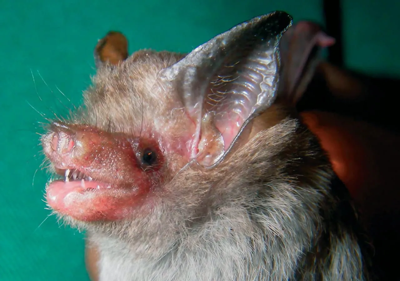 La chauve-souris bourdon, le plus petit mammifère du monde la chauve souris bourdon le plus petit mammifere du monde 4 la-chauve-souris-bourdon-le-plus-petit-mammifere-du-monde-4