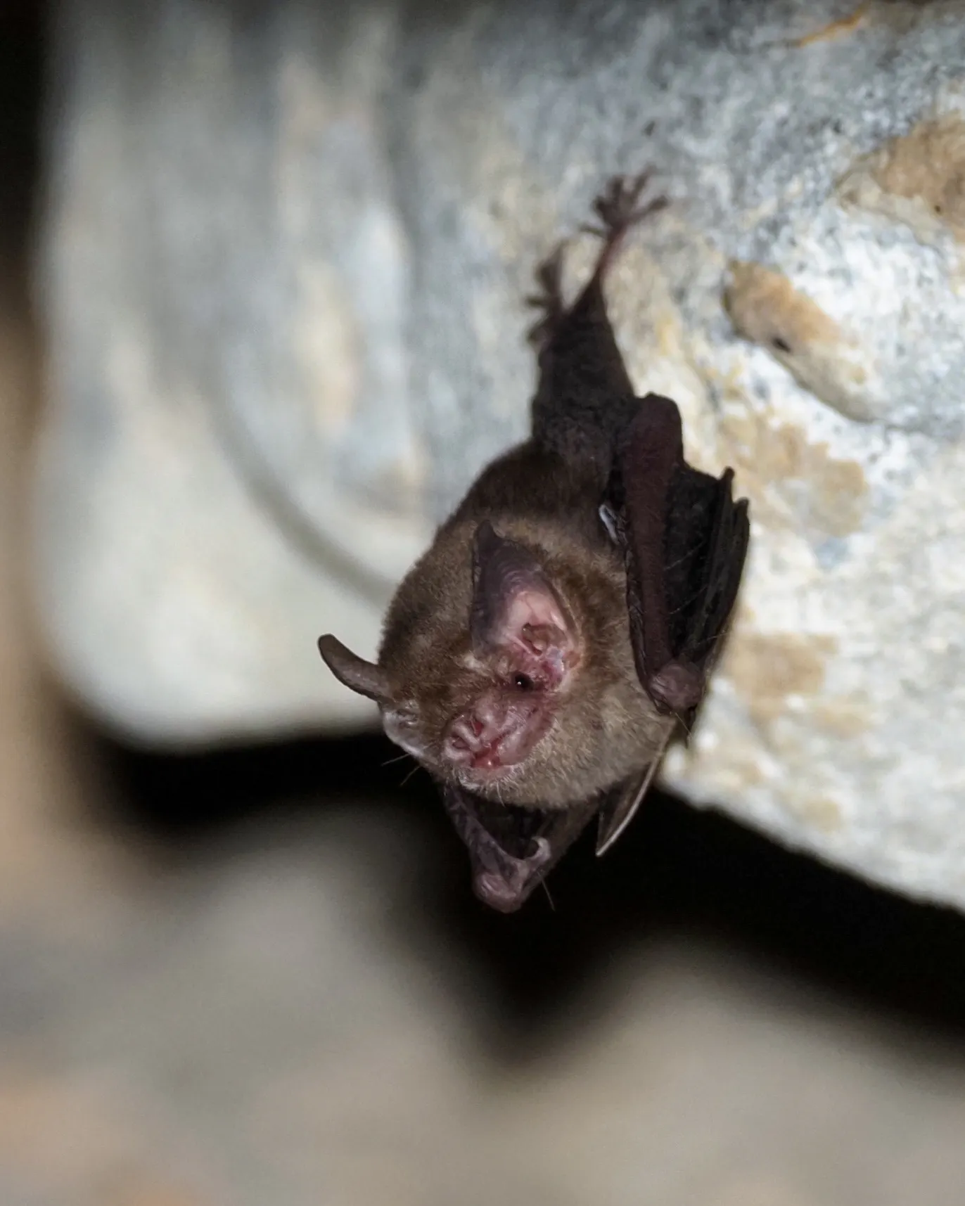La chauve-souris bourdon, le plus petit mammifère du monde la chauve souris bourdon le plus petit mammifere du monde 5 la-chauve-souris-bourdon-le-plus-petit-mammifere-du-monde-5