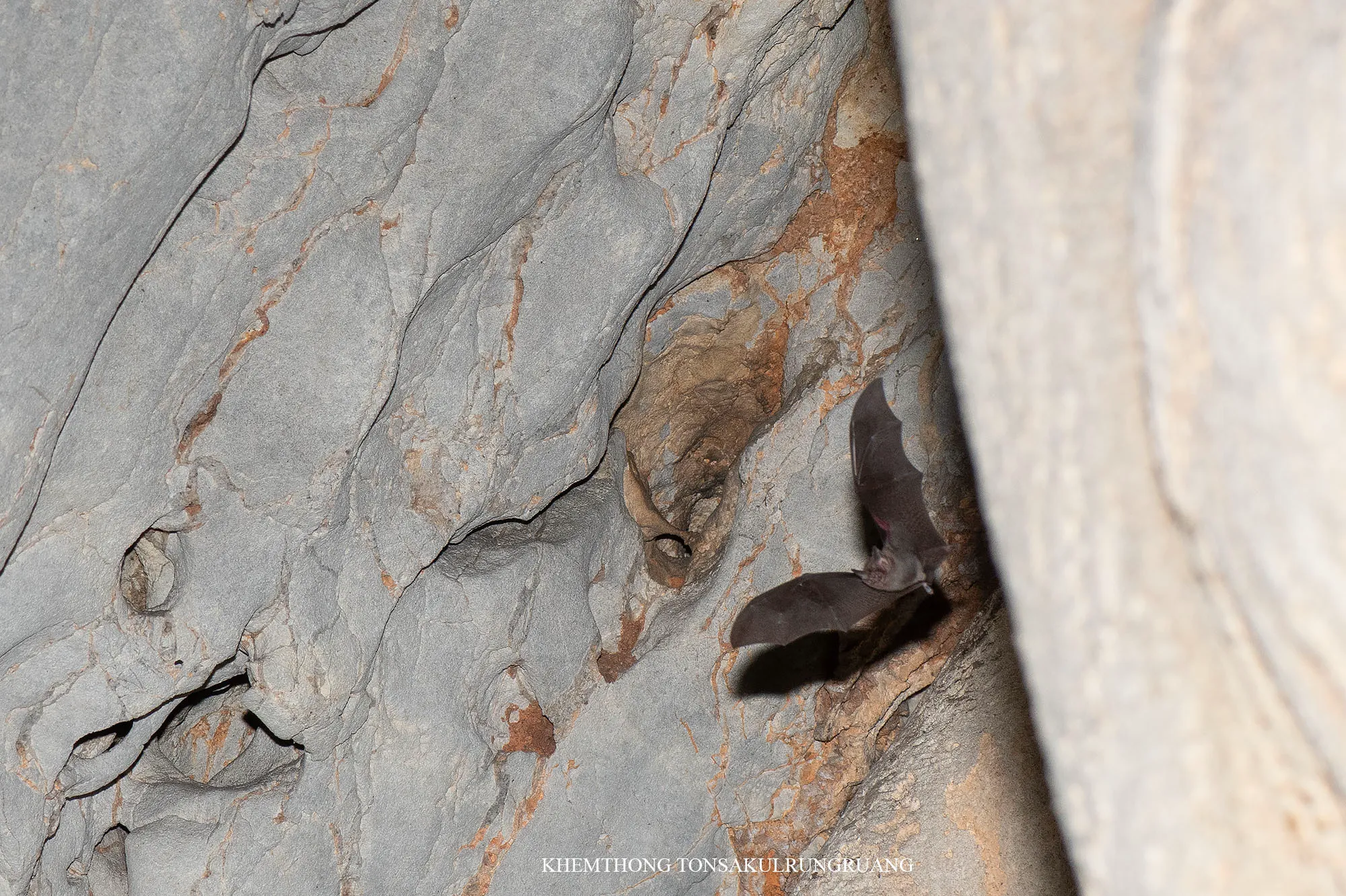La chauve-souris bourdon, le plus petit mammifère du monde la chauve souris bourdon le plus petit mammifere du monde 6 la-chauve-souris-bourdon-le-plus-petit-mammifere-du-monde-6.