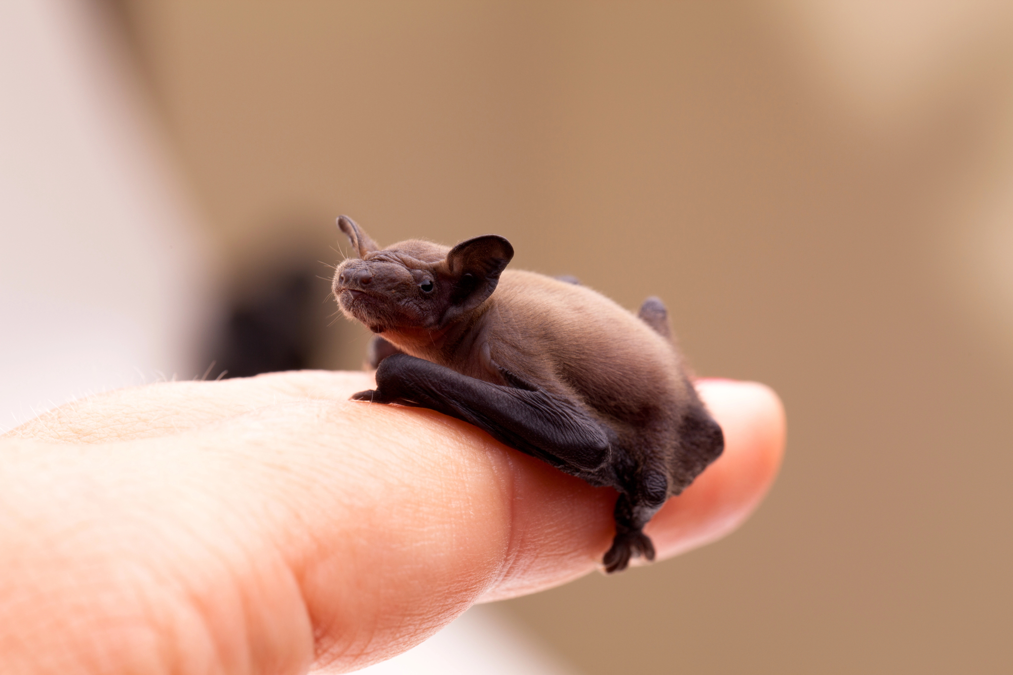La chauve-souris bourdon, le plus petit mammifère du monde la chauve souris bourdon le plus petit mammifere du monde 7 la-chauve-souris-bourdon-le-plus-petit-mammifere-du-monde-7