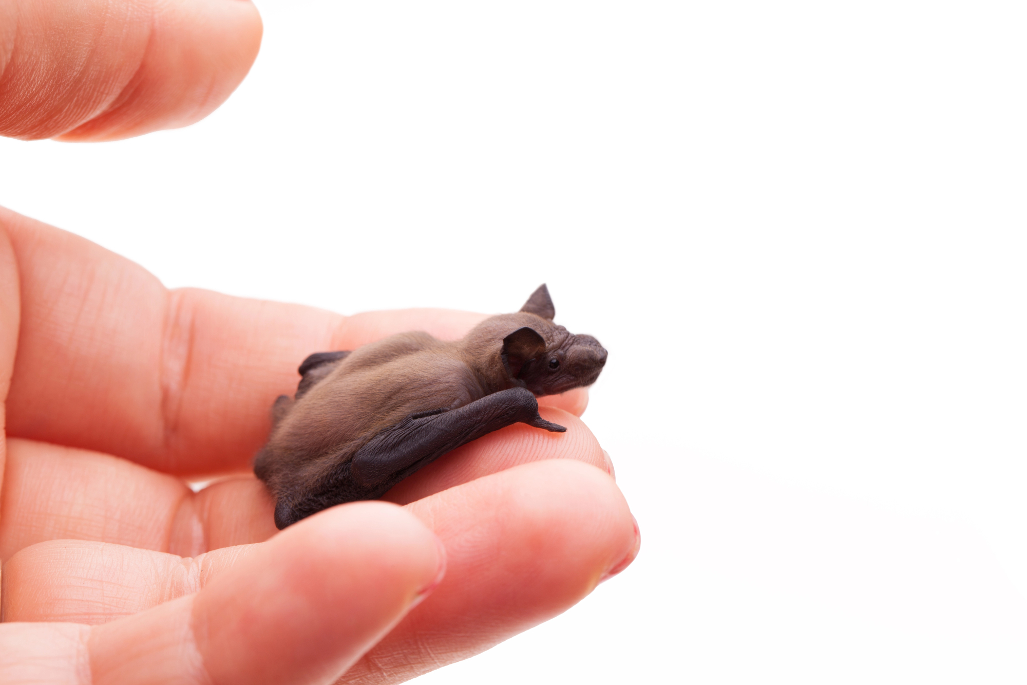 La chauve-souris bourdon, le plus petit mammifère du monde la chauve souris bourdon le plus petit mammifere du monde 8 la-chauve-souris-bourdon-le-plus-petit-mammifere-du-monde-8