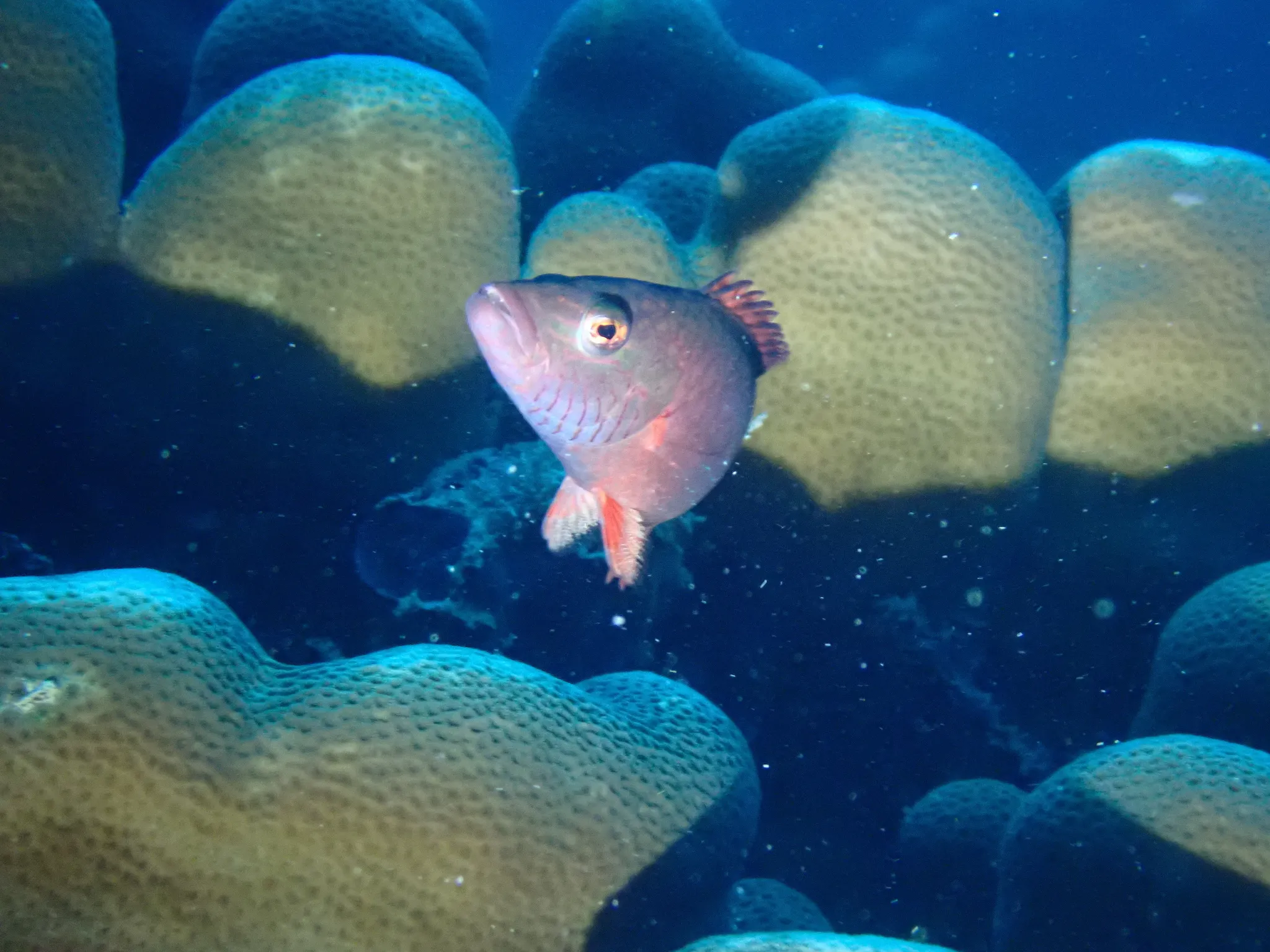 La découverte du plus grand corail du monde la decouverte du plus grand corail du monde 2 la-decouverte-du-plus-grand-corail-du-monde-2