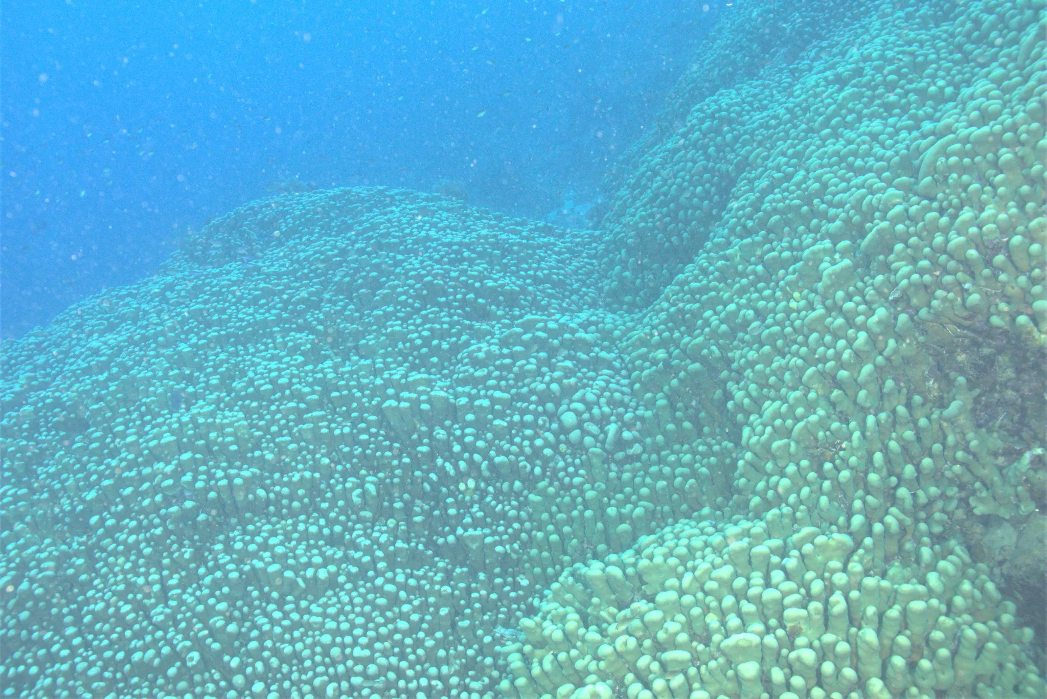 La découverte du plus grand corail du monde la decouverte du plus grand corail du monde 3 la-decouverte-du-plus-grand-corail-du-monde-3