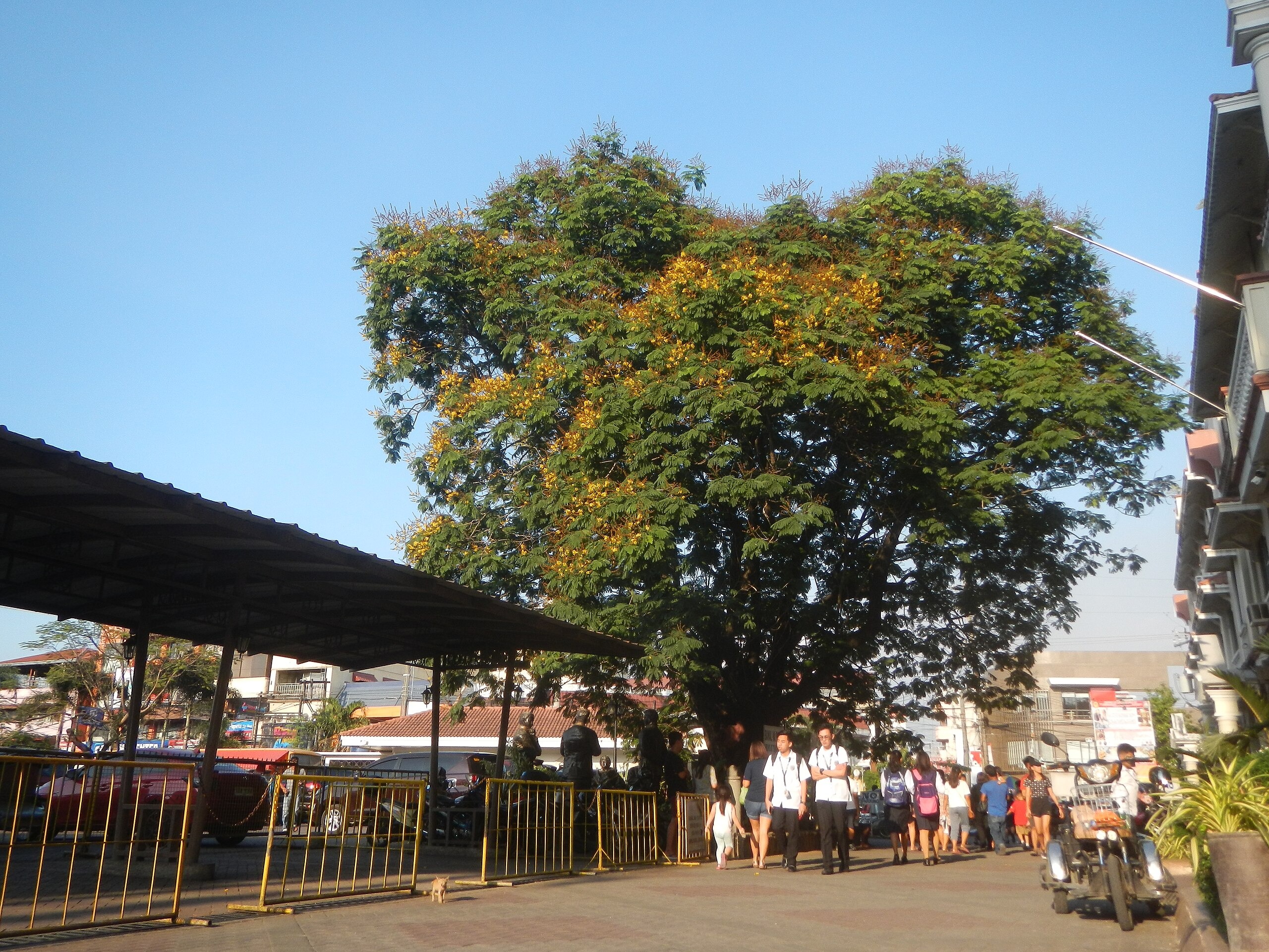 Le Kalayaan Tree : l' arbre de la liberté des Philippines le kalayaan tree arbre de la liberte philippines 1 le-kalayaan-tree-arbre-de-la-liberte-philippines-1