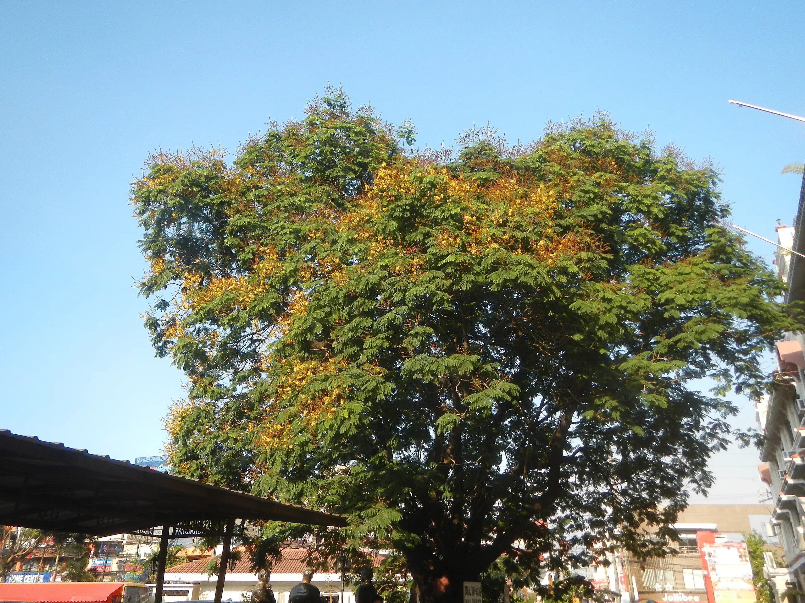 Le Kalayaan Tree : l' arbre de la liberté des Philippines le kalayaan tree arbre de la liberte philippines 2 le-kalayaan-tree-arbre-de-la-liberte-philippines-2