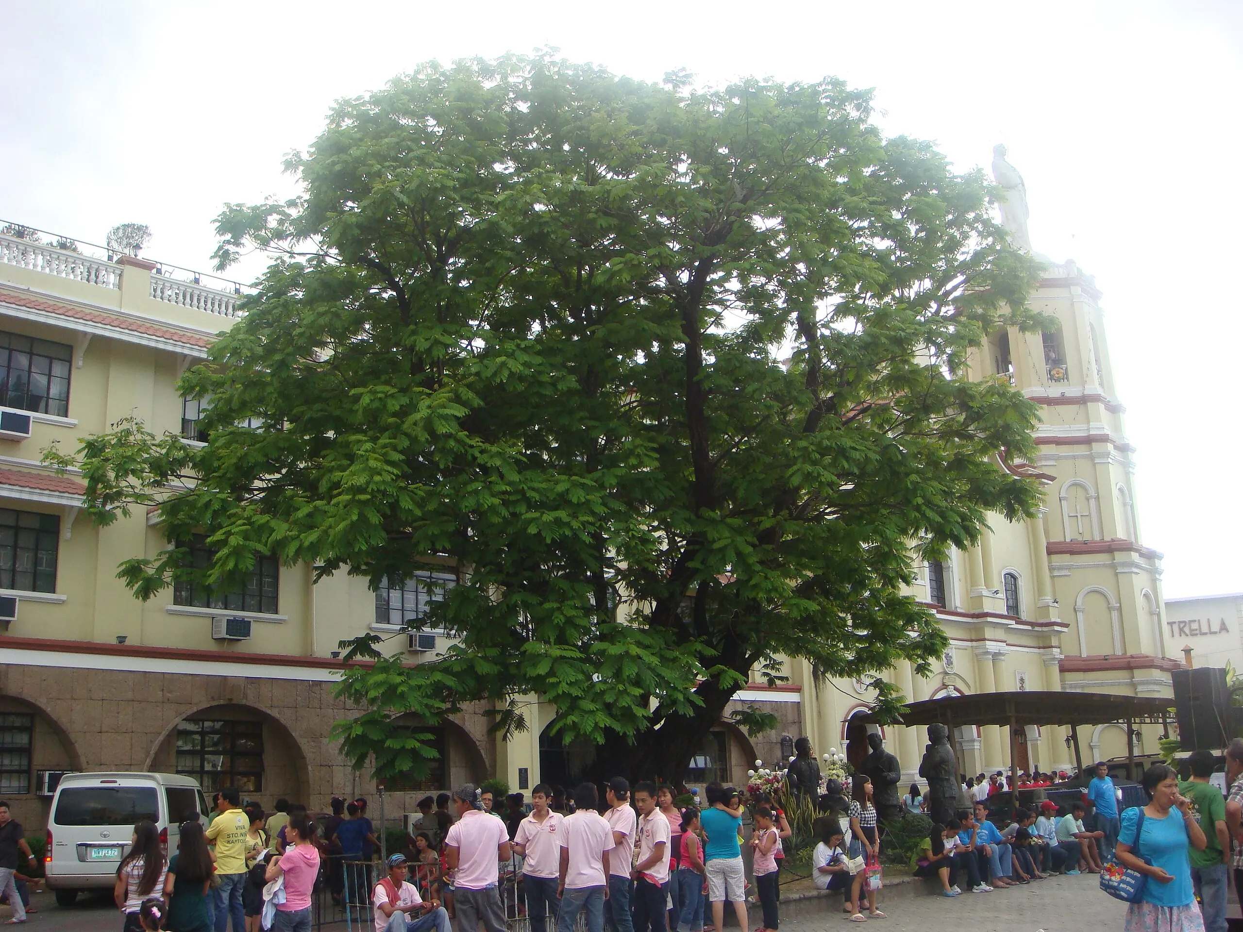 Le Kalayaan Tree : l' arbre de la liberté des Philippines le kalayaan tree arbre de la liberte philippines 6 le-kalayaan-tree-arbre-de-la-liberte-philippines-6