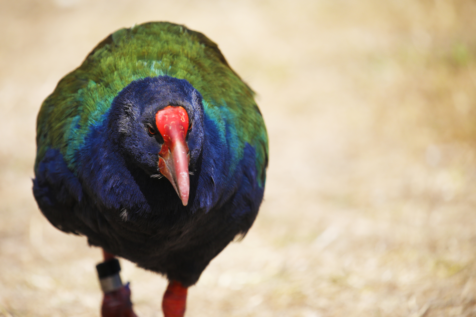 Le Takahé : une renaissance spectaculaire au cœur de la Nouvelle-Zélande le takahe une renaissance spectaculaire au coeur de la nouvelle zelande 2 le-takahe-une-renaissance-spectaculaire-au-coeur-de-la-nouvelle-zelande-2
