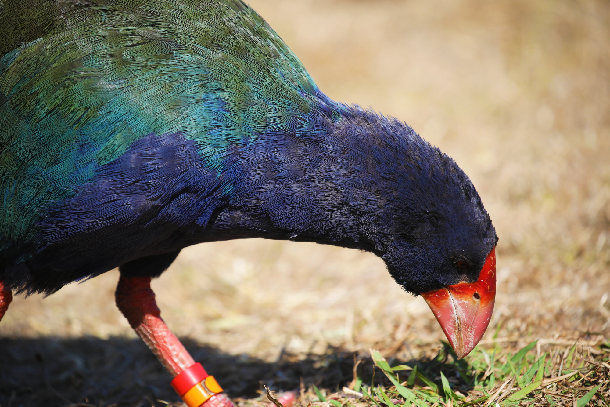 Le Takahé : une renaissance spectaculaire au cœur de la Nouvelle-Zélande le takahe une renaissance spectaculaire au coeur de la nouvelle zelande 6 le-takahe-une-renaissance-spectaculaire-au-coeur-de-la-nouvelle-zelande-6