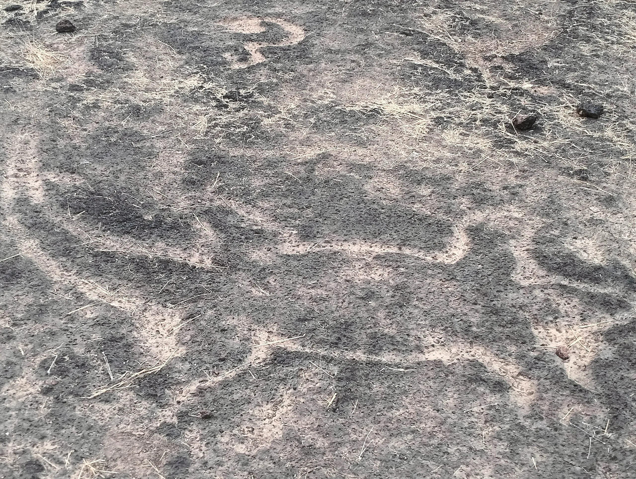 Les pétroglyphes de Konkan seraient l'œuvre d'une civilisation inconnue les petroglyphes de konkan seraient loeuvre dune civilisation inconnue 4 les-petroglyphes-de-konkan-seraient-loeuvre-dune-civilisation-inconnue-4.