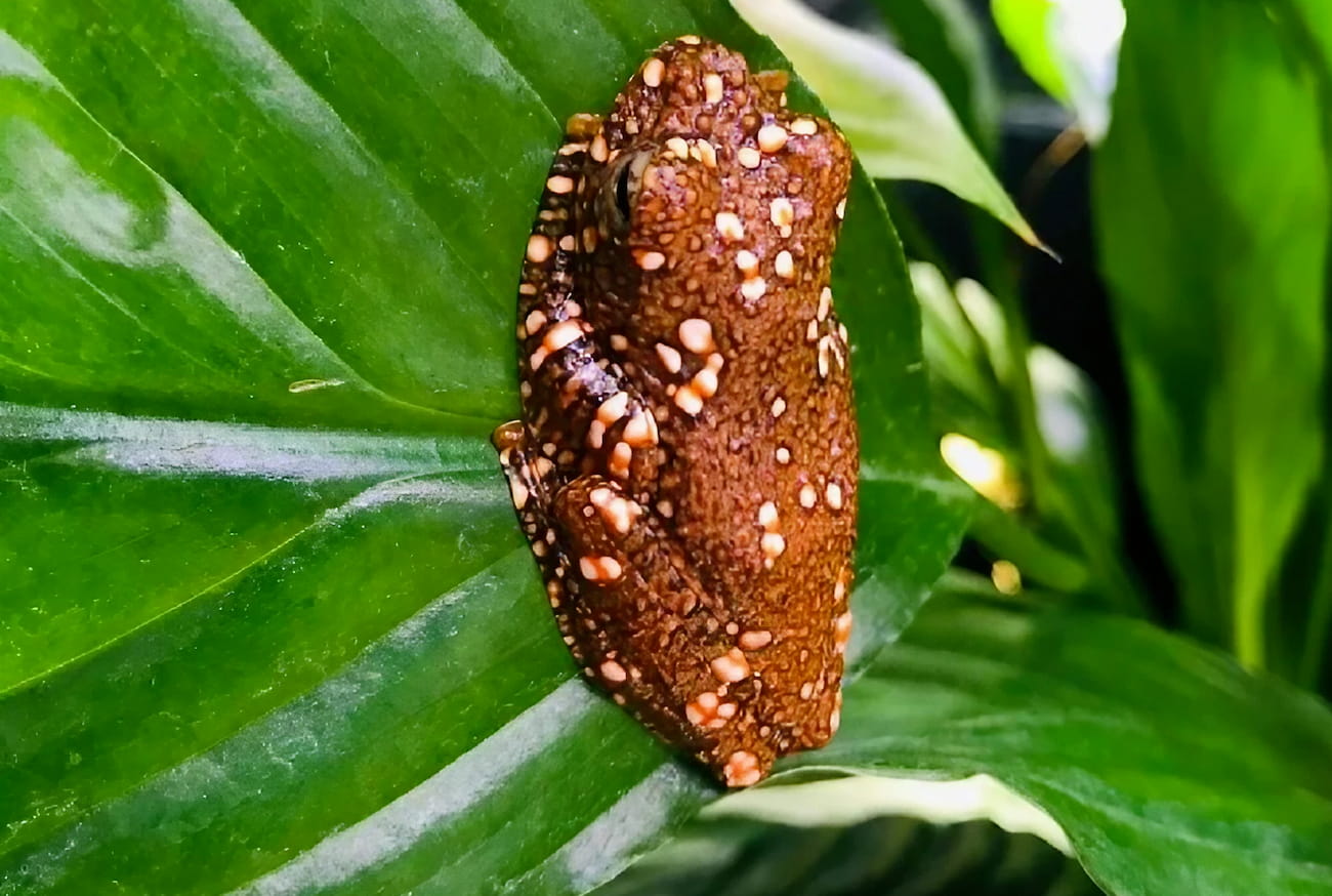 La grenouille volante de Wallace ou l'art du camouflage en crotte la grenouille volante de wallace ou lart du camouflage en crotte 1 la-grenouille-volante-de-wallace-ou-lart-du-camouflage-en-crotte-1