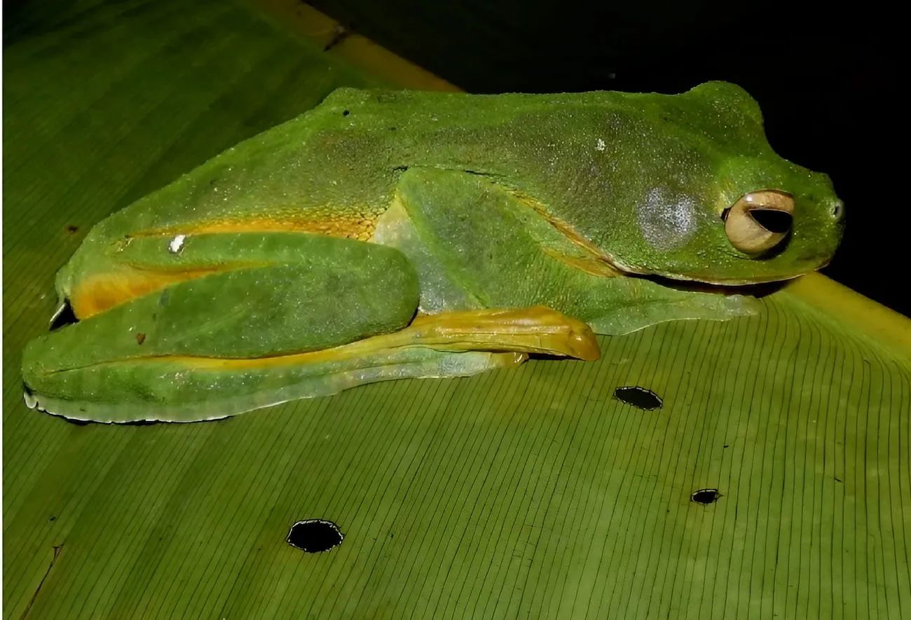La grenouille volante de Wallace ou l'art du camouflage en crotte la grenouille volante de wallace ou lart du camouflage en crotte 3 la-grenouille-volante-de-wallace-ou-lart-du-camouflage-en-crotte-3