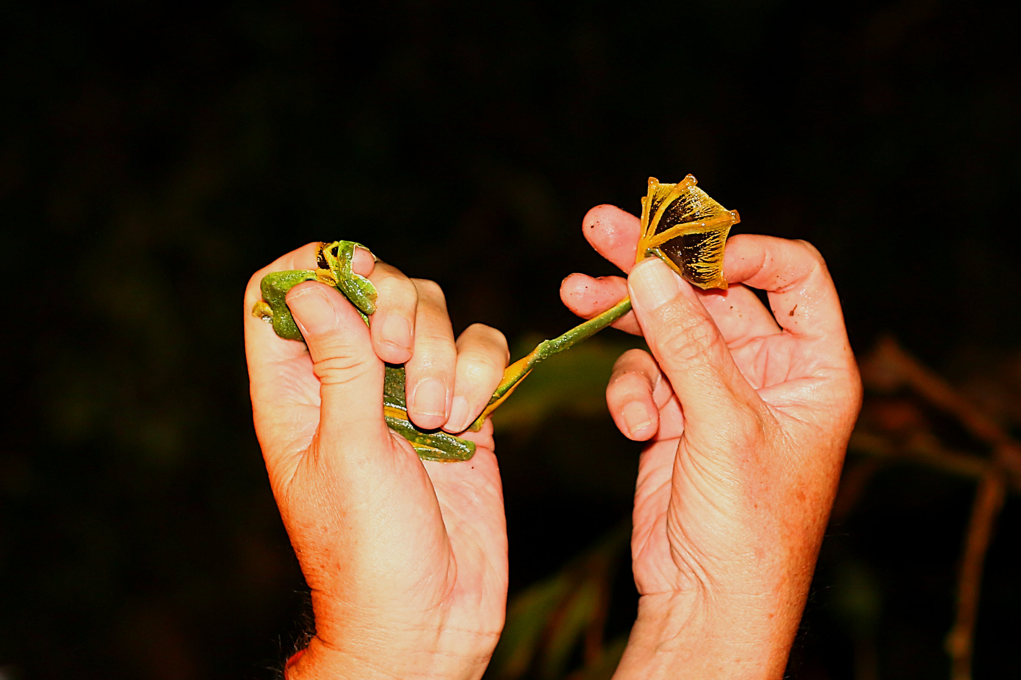 La grenouille volante de Wallace ou l'art du camouflage en crotte la grenouille volante de wallace ou lart du camouflage en crotte 4 la-grenouille-volante-de-wallace-ou-lart-du-camouflage-en-crotte-4