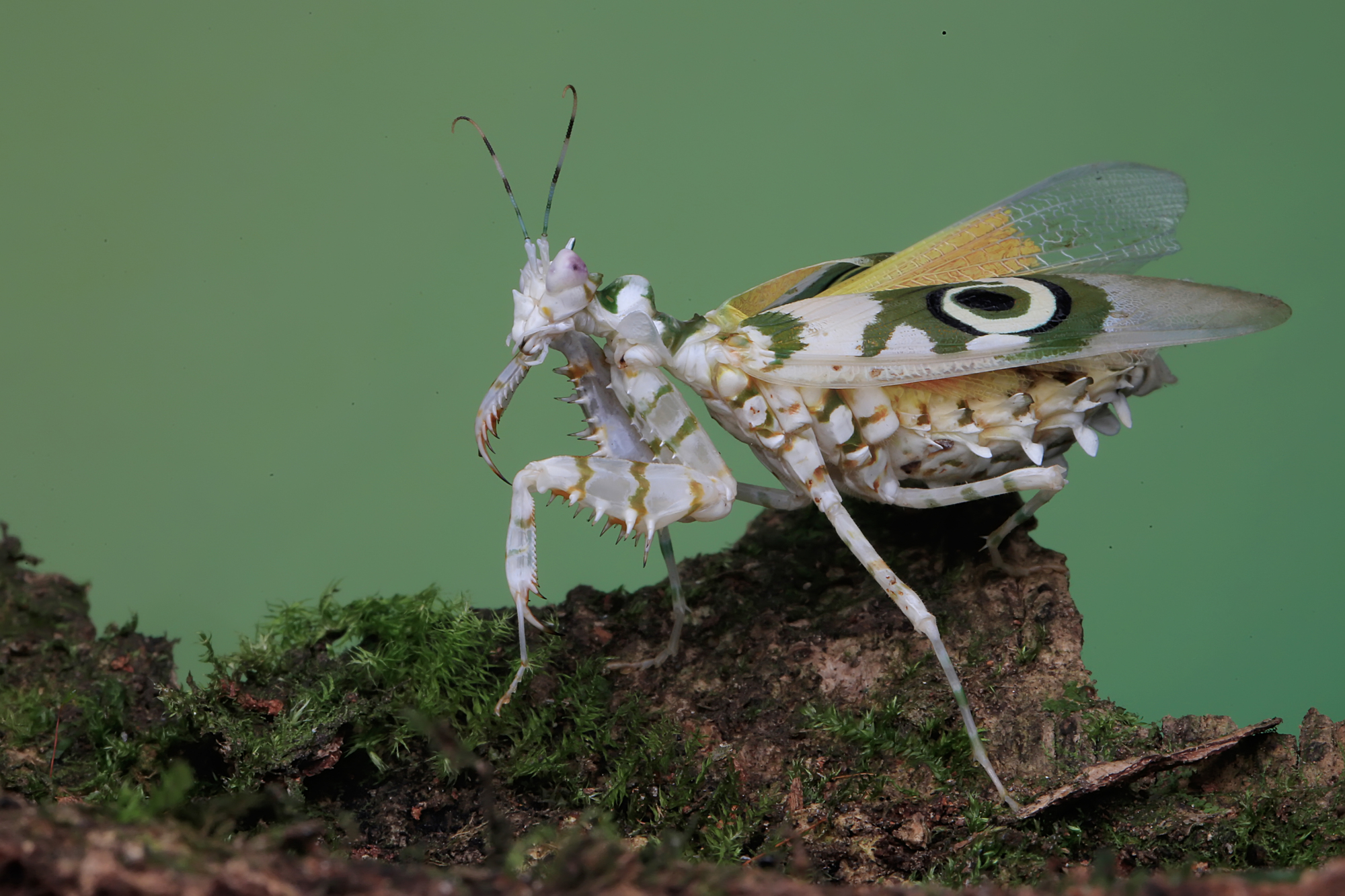 La mante fleur : prédatrice au camouflage de toute beauté la mante fleur epineuse predatrice au camouflage de toute beaute 4 la-mante-fleur-epineuse-predatrice-au-camouflage-de-toute-beaute-4