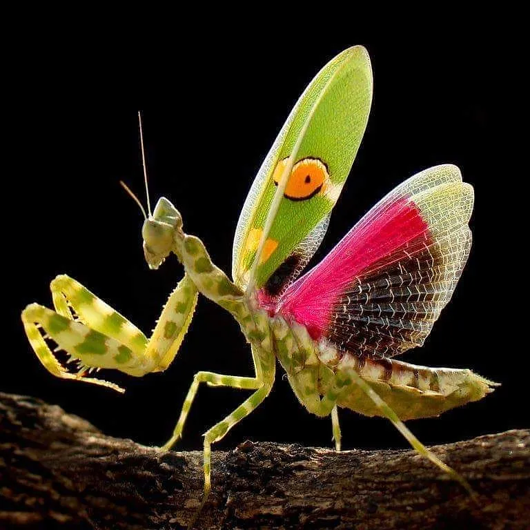 La mante fleur : prédatrice au camouflage de toute beauté la mante fleur epineuse predatrice au camouflage de toute beaute 8 la-mante-fleur-epineuse-predatrice-au-camouflage-de-toute-beaute-8
