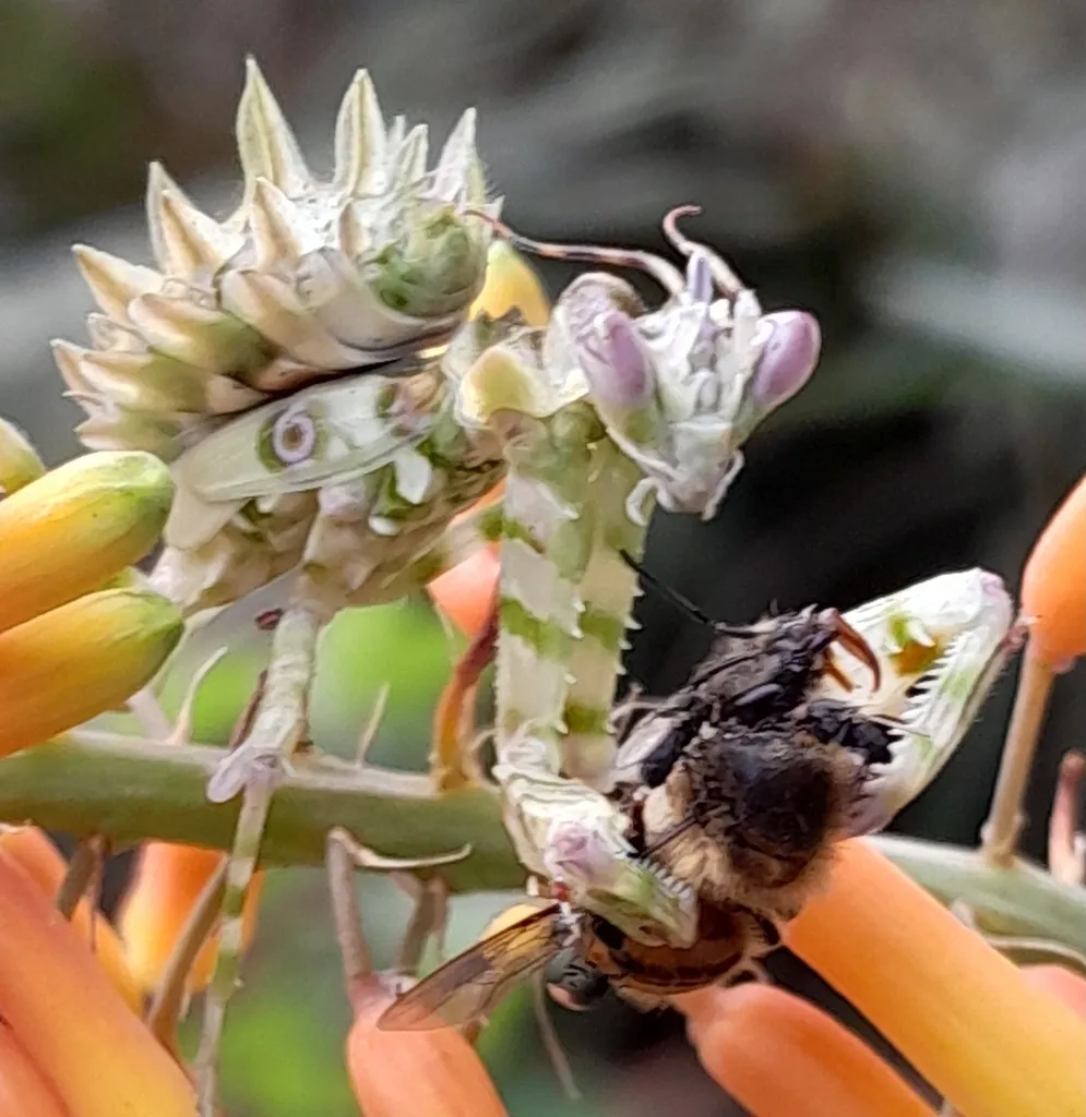La mante fleur : prédatrice au camouflage de toute beauté la mante fleur predatrice au camouflage de toute beaute 3 la-mante-fleur-predatrice-au-camouflage-de-toute-beaute-3