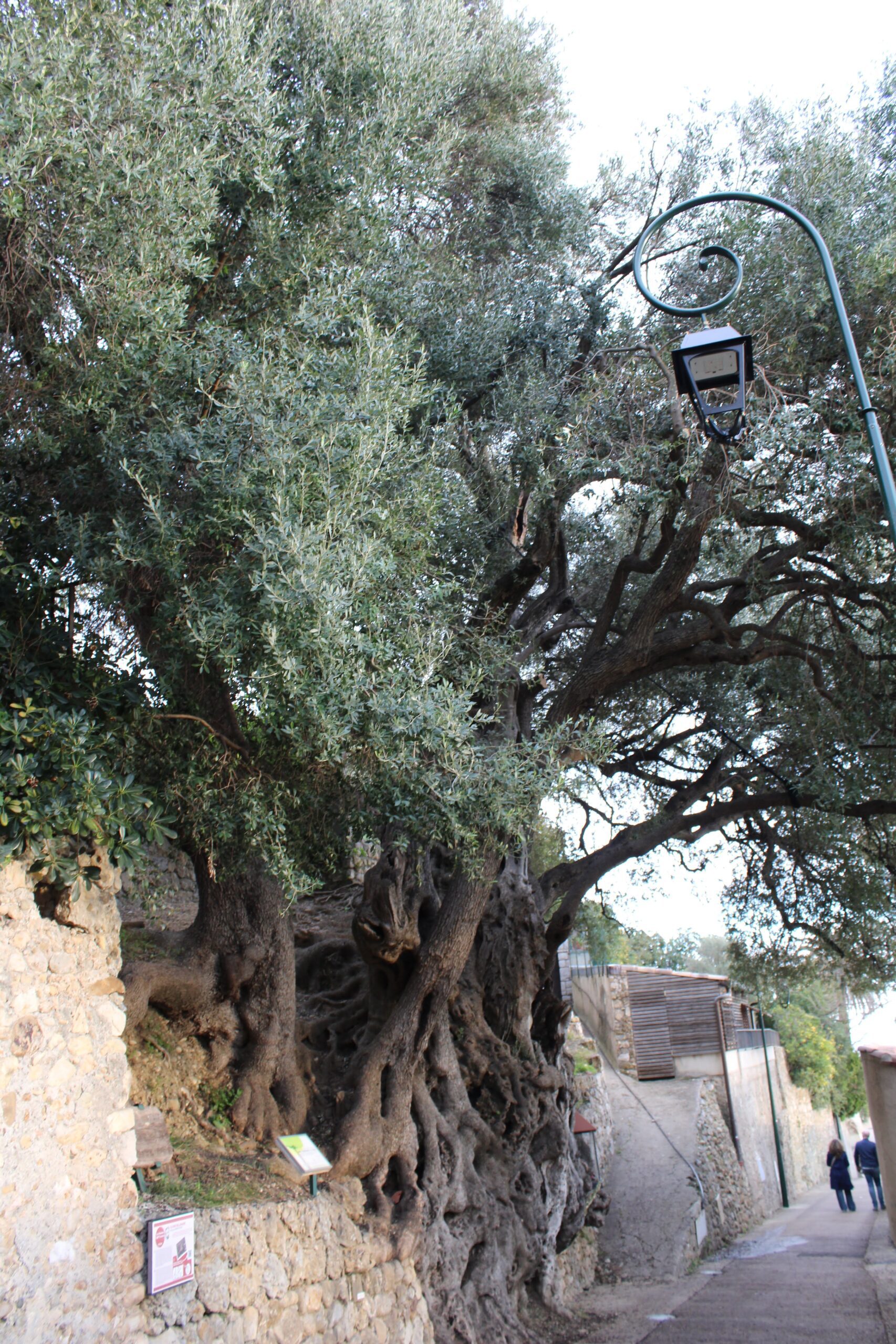 L'olivier millénaire de Roquebrune-Cap-Martin : le plus vieil arbre de France lolivier millenaire de roquebrune cap martin le plus vieil arbre de france 2 scaled L'olivier millénaire de Roquebrune-Cap-Martin : le plus vieil arbre de France 2