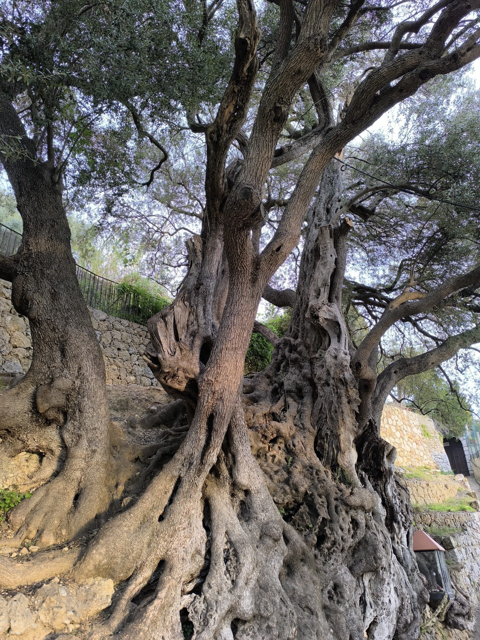 L'olivier millénaire de Roquebrune-Cap-Martin : le plus vieil arbre de France lolivier millenaire de roquebrune cap martin le plus vieil arbre de france 3 scaled L'olivier millénaire de Roquebrune-Cap-Martin : le plus vieil arbre de France 3
