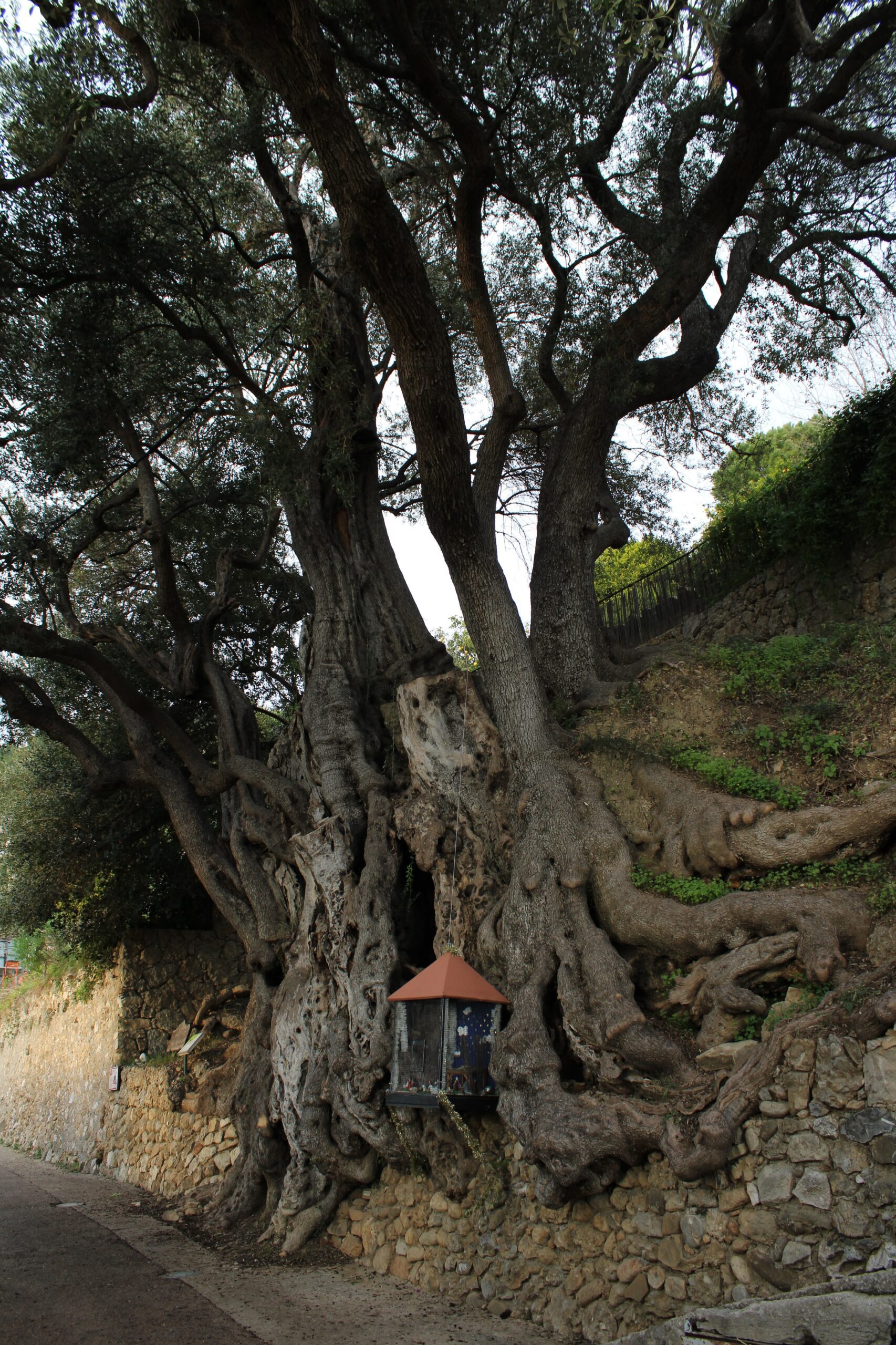 L'olivier millénaire de Roquebrune-Cap-Martin : le plus vieil arbre de France lolivier millenaire de roquebrune cap martin le plus vieil arbre de france 4 scaled L'olivier millénaire de Roquebrune-Cap-Martin : le plus vieil arbre de France 4