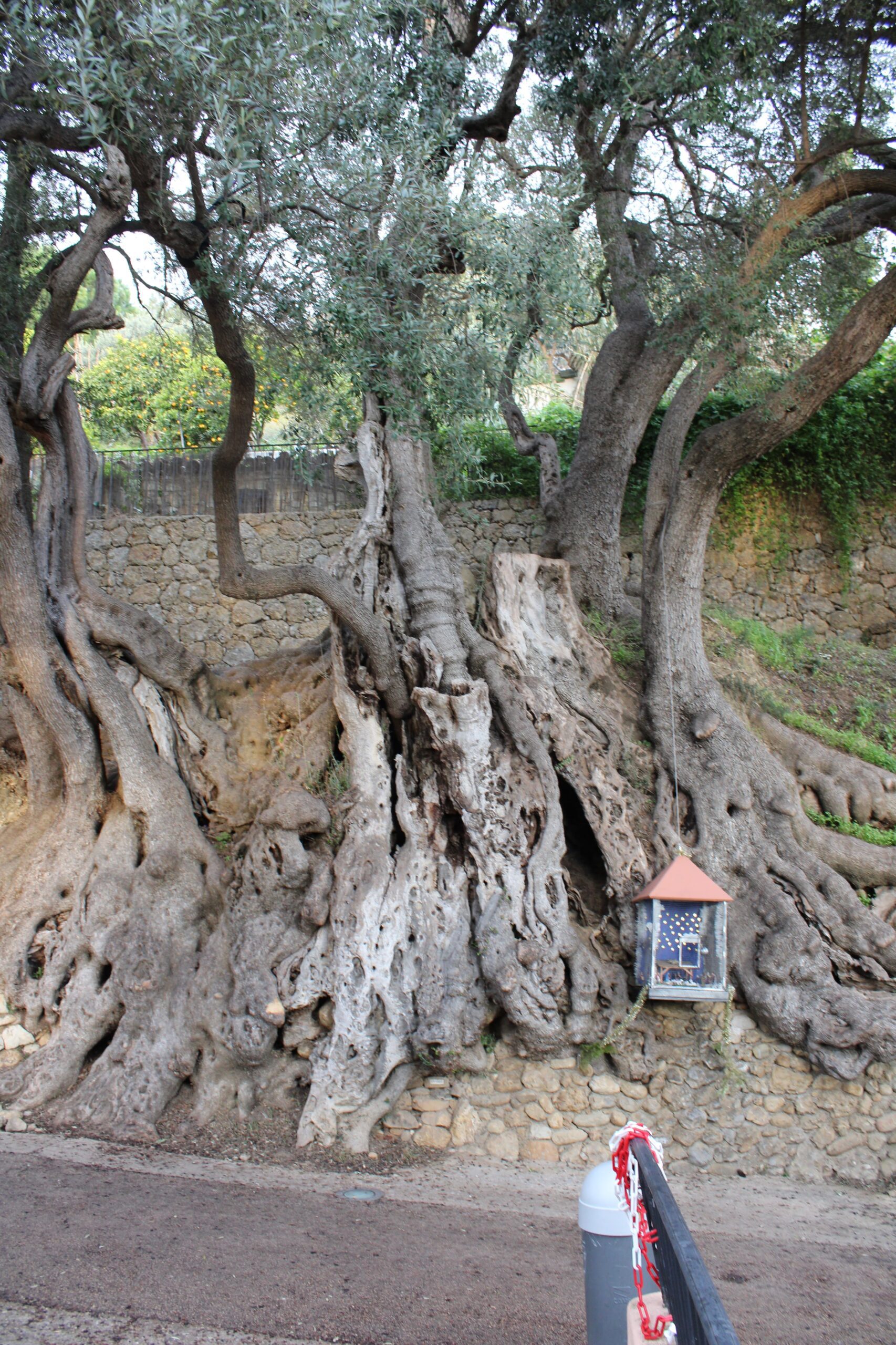 L'olivier millénaire de Roquebrune-Cap-Martin : le plus vieil arbre de France lolivier millenaire de roquebrune cap martin le plus vieil arbre de france 5 scaled L'olivier millénaire de Roquebrune-Cap-Martin : le plus vieil arbre de France 5
