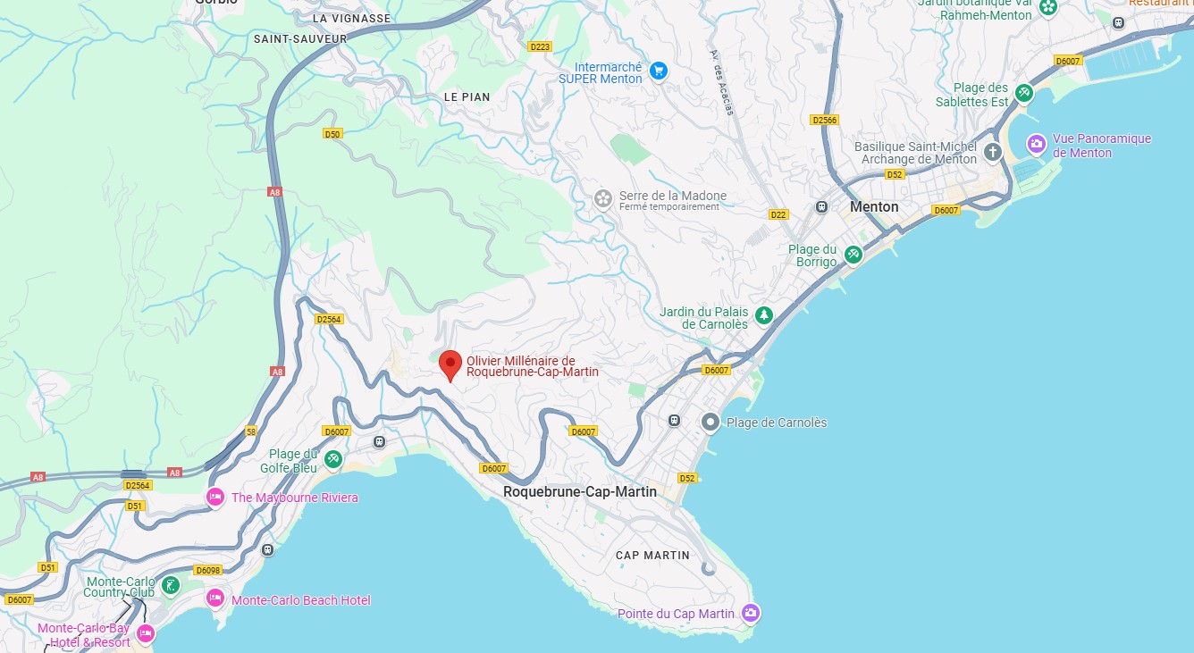 L'olivier millénaire de Roquebrune-Cap-Martin : le plus vieil arbre de France lolivier millenaire de roquebrune cap martin le plus vieil arbre de france maps lolivier-millenaire-de-roquebrune-cap-martin-le-plus-vieil-arbre-de-france-maps