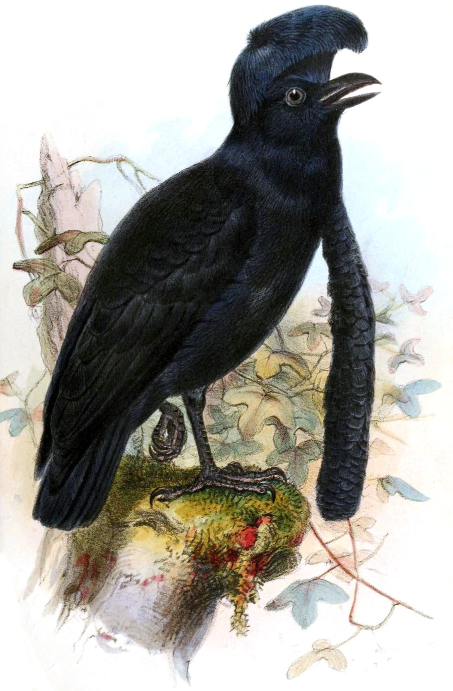 Illustration ancienne de la Coracine casquée Cephalopterus penduliger en 1859 Illustration ancienne de la Coracine casquée Cephalopterus penduliger en 1859