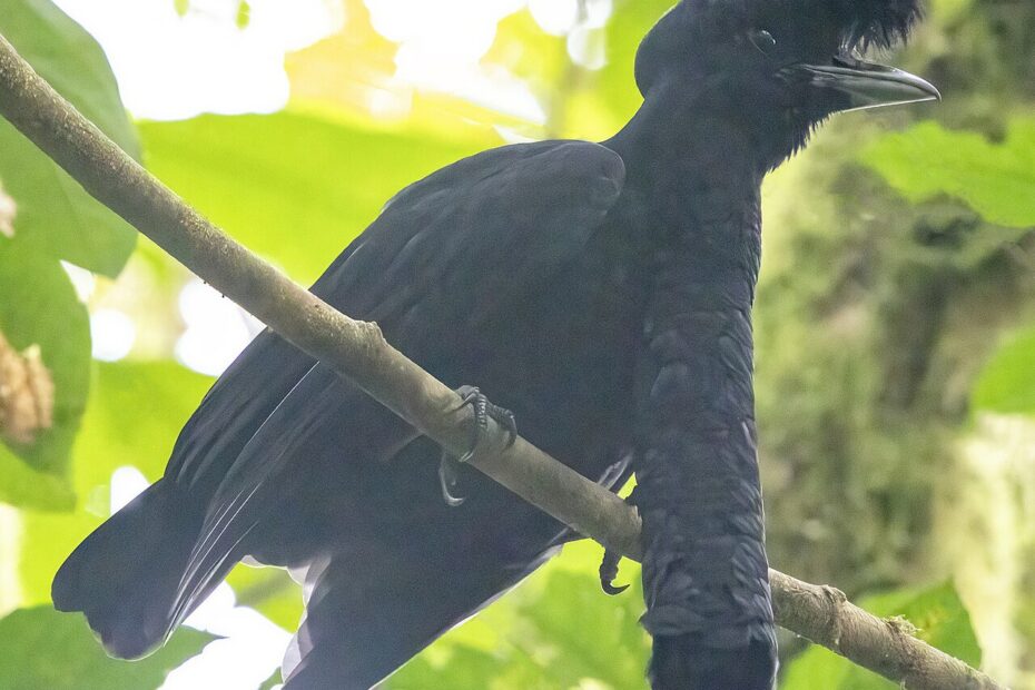 Coracine casquée : l’oiseau noir à la longue barbe de plumes coracine casquee longue barbe cephalopterus penduliger Coracine casquée mâle avec sa longue caroncule emplumée