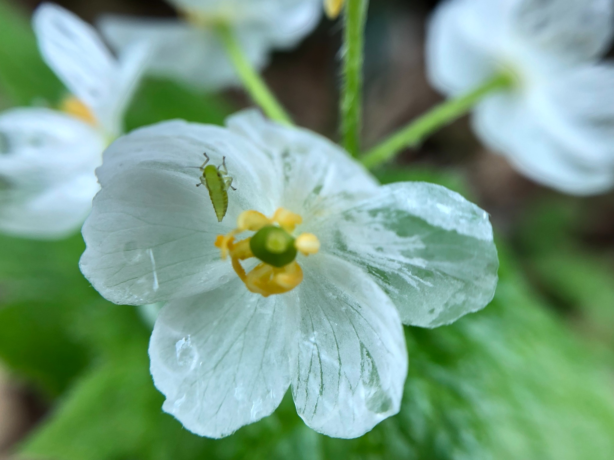 Diphylleia grayi : la transparente fleur squelette ou fleur de verre diphylleia grayi transparente fleur squelette fleur de verre 1 Diphylleia grayi : la transparente fleur squelette ou fleur de verre 1.