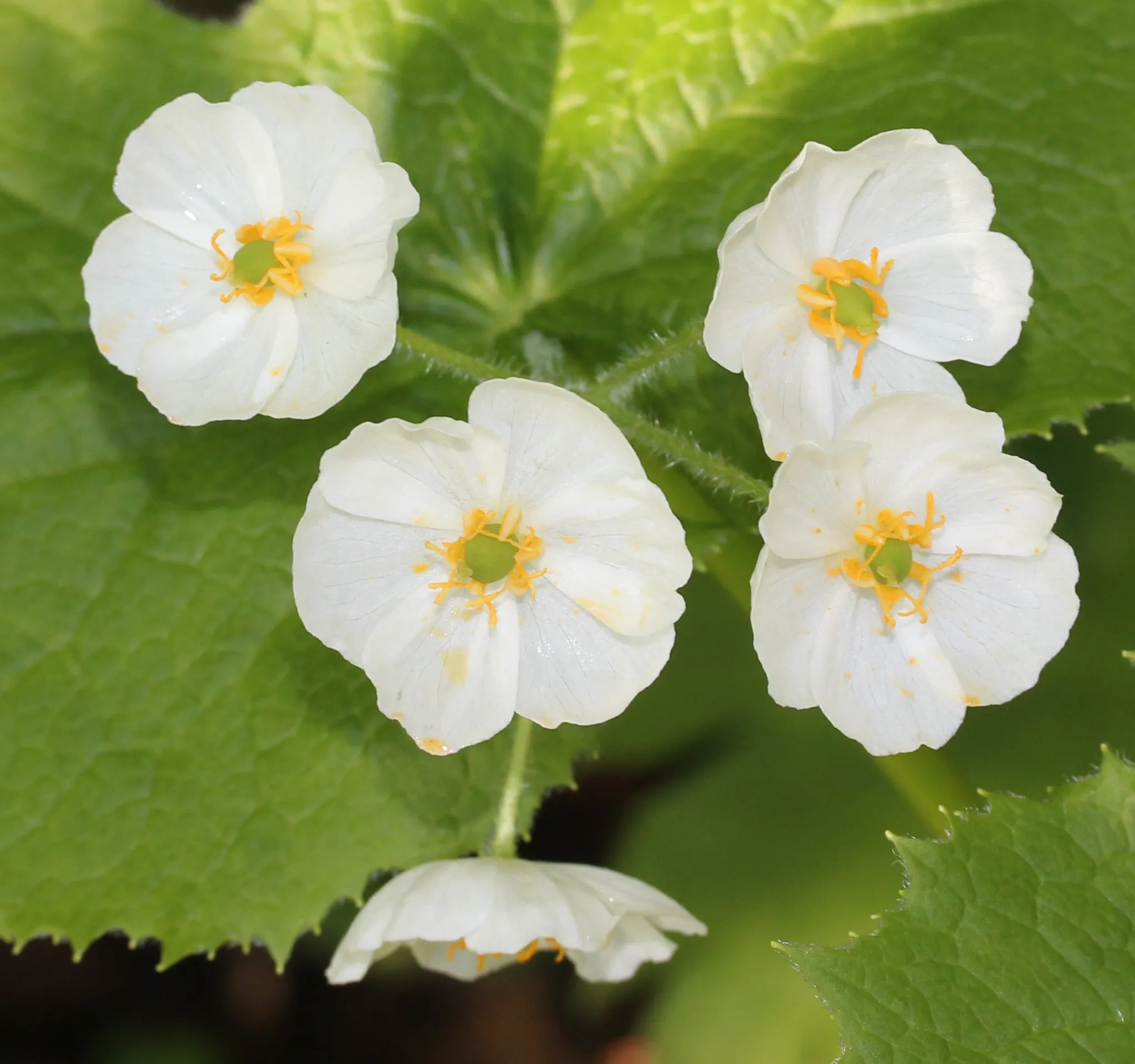 Diphylleia grayi : la transparente fleur squelette ou fleur de verre diphylleia grayi transparente fleur squelette fleur de verre 2 Diphylleia grayi : la transparente fleur squelette ou fleur de verre 2
