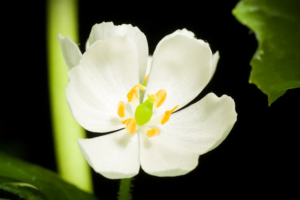 Diphylleia grayi : la transparente fleur squelette ou fleur de verre diphylleia grayi transparente fleur squelette fleur de verre 5 Diphylleia grayi : la transparente fleur squelette ou fleur de verre 5