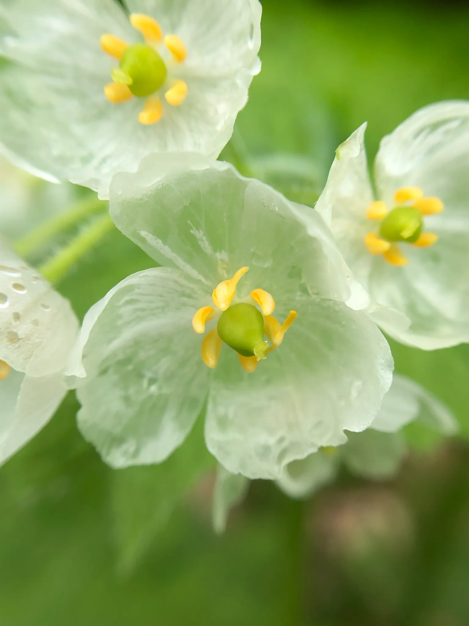 Diphylleia grayi : la transparente fleur squelette ou fleur de verre diphylleia grayi transparente fleur squelette fleur de verre 6 diphylleia-grayi-transparente-fleur-squelette-fleur-de-verre-6