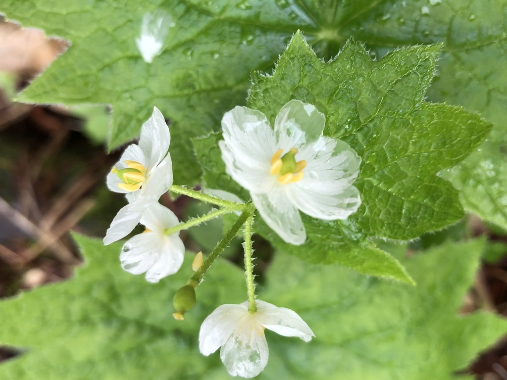 Diphylleia grayi : la transparente fleur squelette ou fleur de verre diphylleia grayi transparente fleur squelette fleur de verre 7 Diphylleia grayi : la transparente fleur squelette ou fleur de verre 7