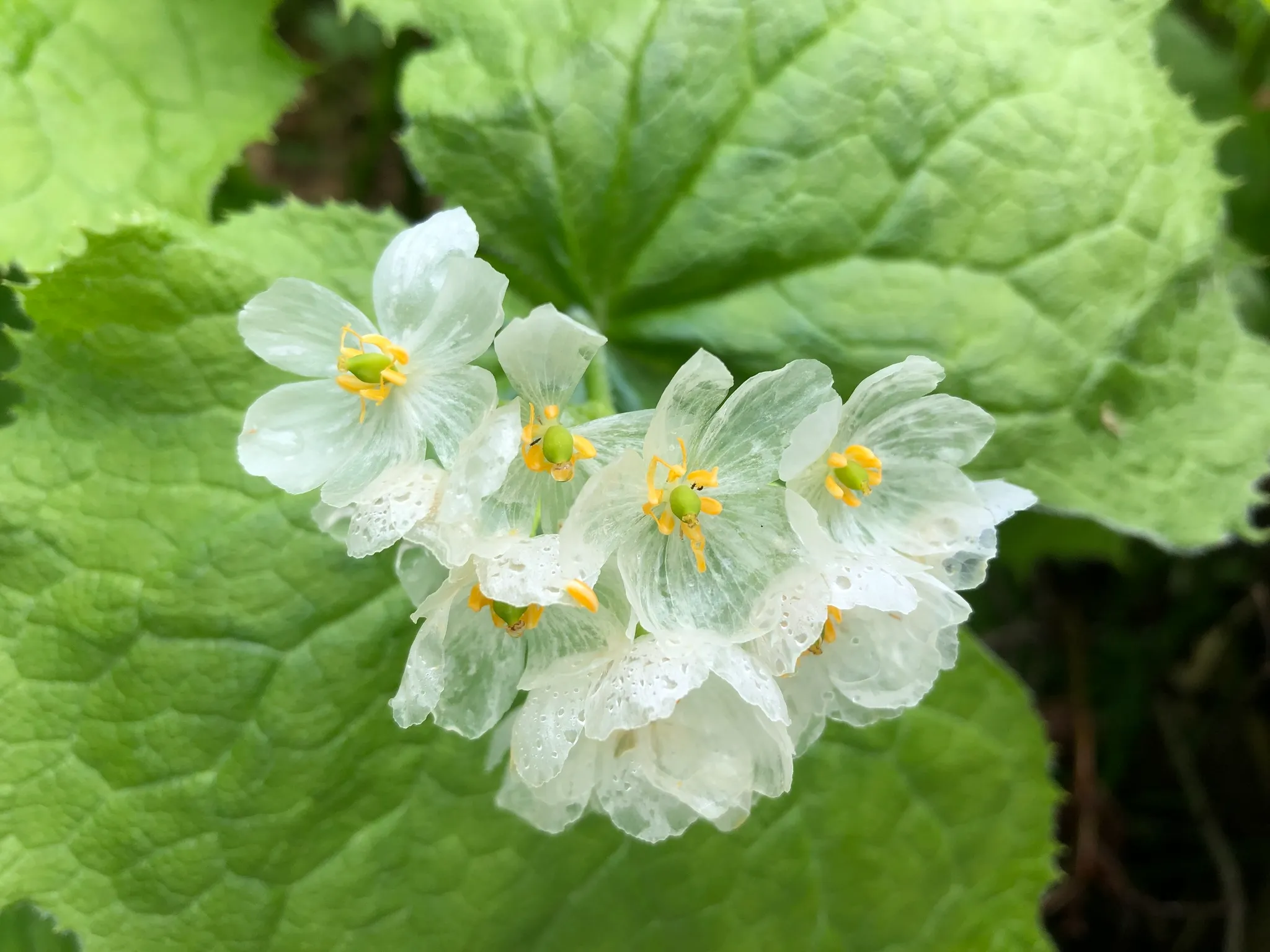 Diphylleia grayi : la transparente fleur squelette ou fleur de verre diphylleia grayi transparente fleur squelette fleur de verre 8 Diphylleia grayi : la transparente fleur squelette ou fleur de verre 8