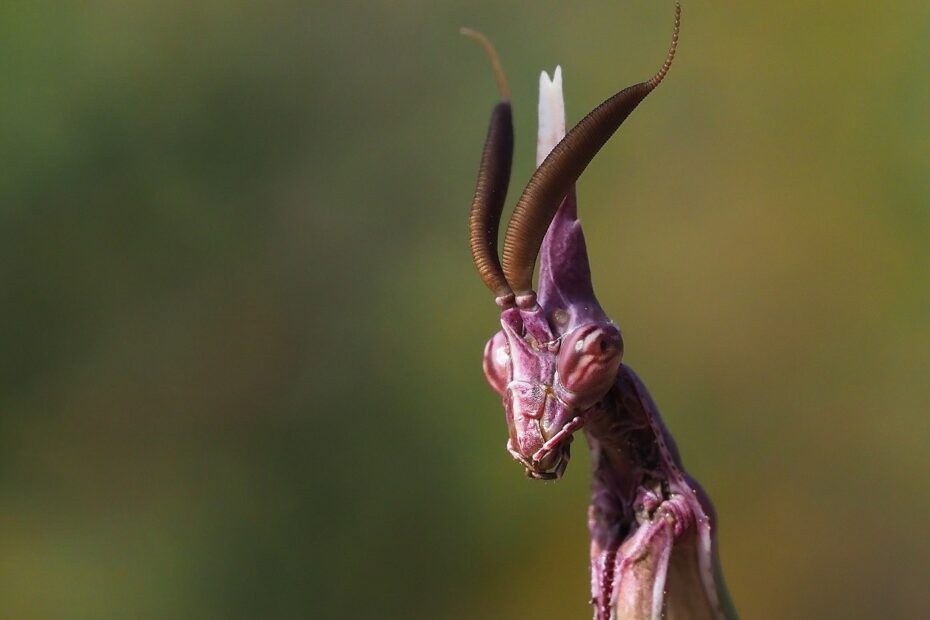 L’Empuse commune: le diablotin de Provence empuse commune le diablotin de provence 1 1 empuse commune le diablotin de provence 1