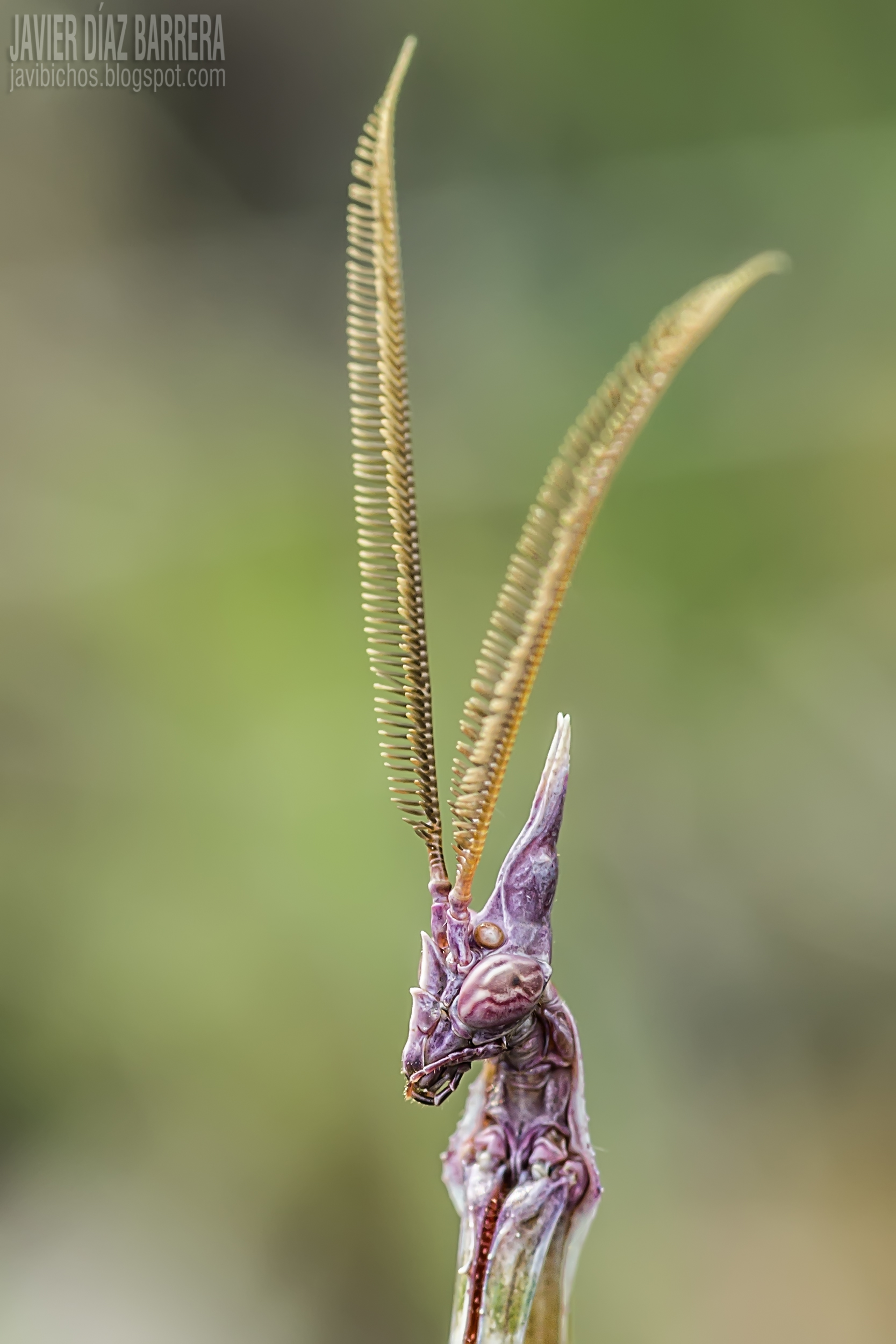 L’Empuse commune: le diablotin de Provence empuse commune le diablotin de provence 2 empuse-commune-le-diablotin-de-provence-2