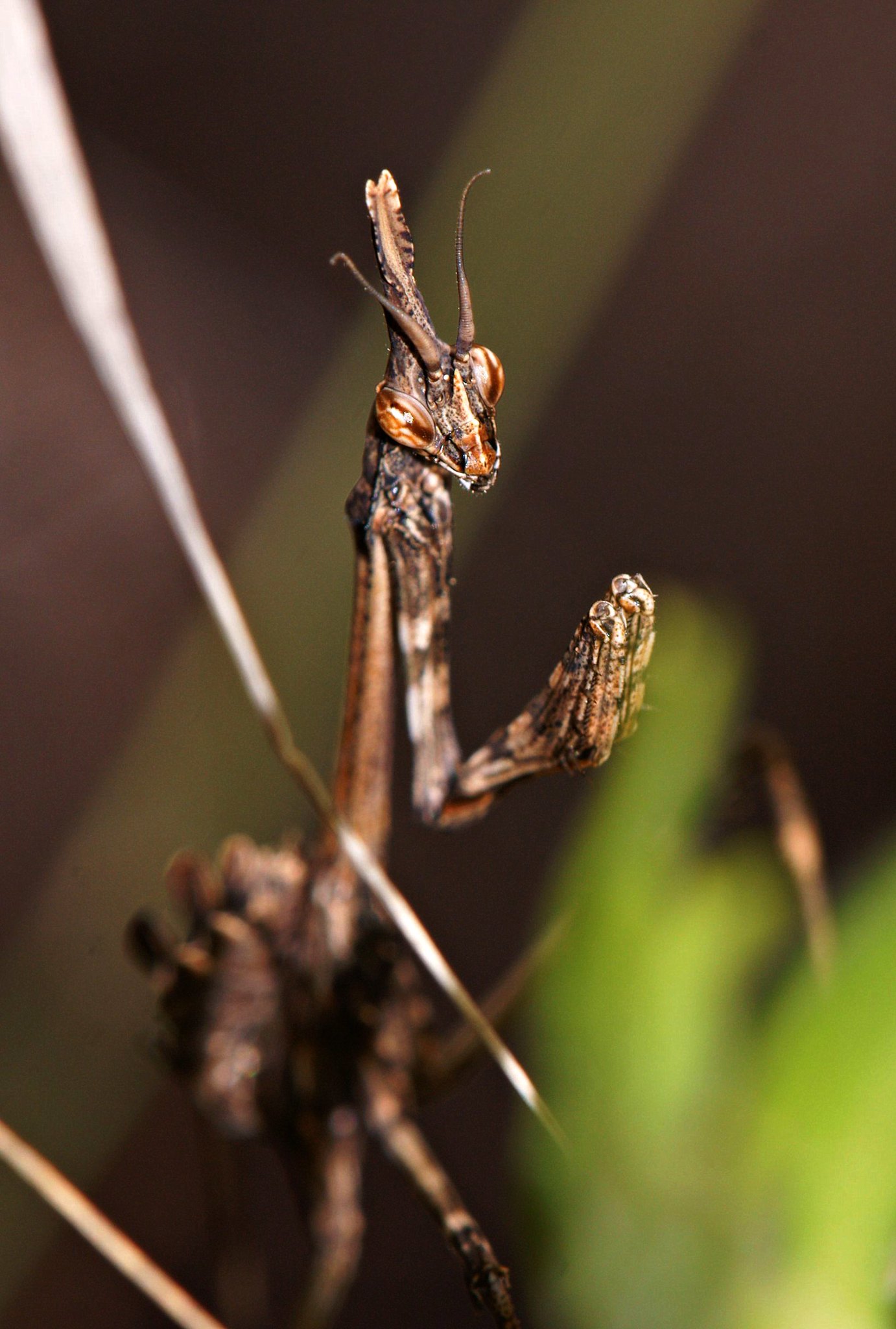 L’Empuse commune: le diablotin de Provence empuse commune le diablotin de provence 3 empuse-commune-le-diablotin-de-provence-3