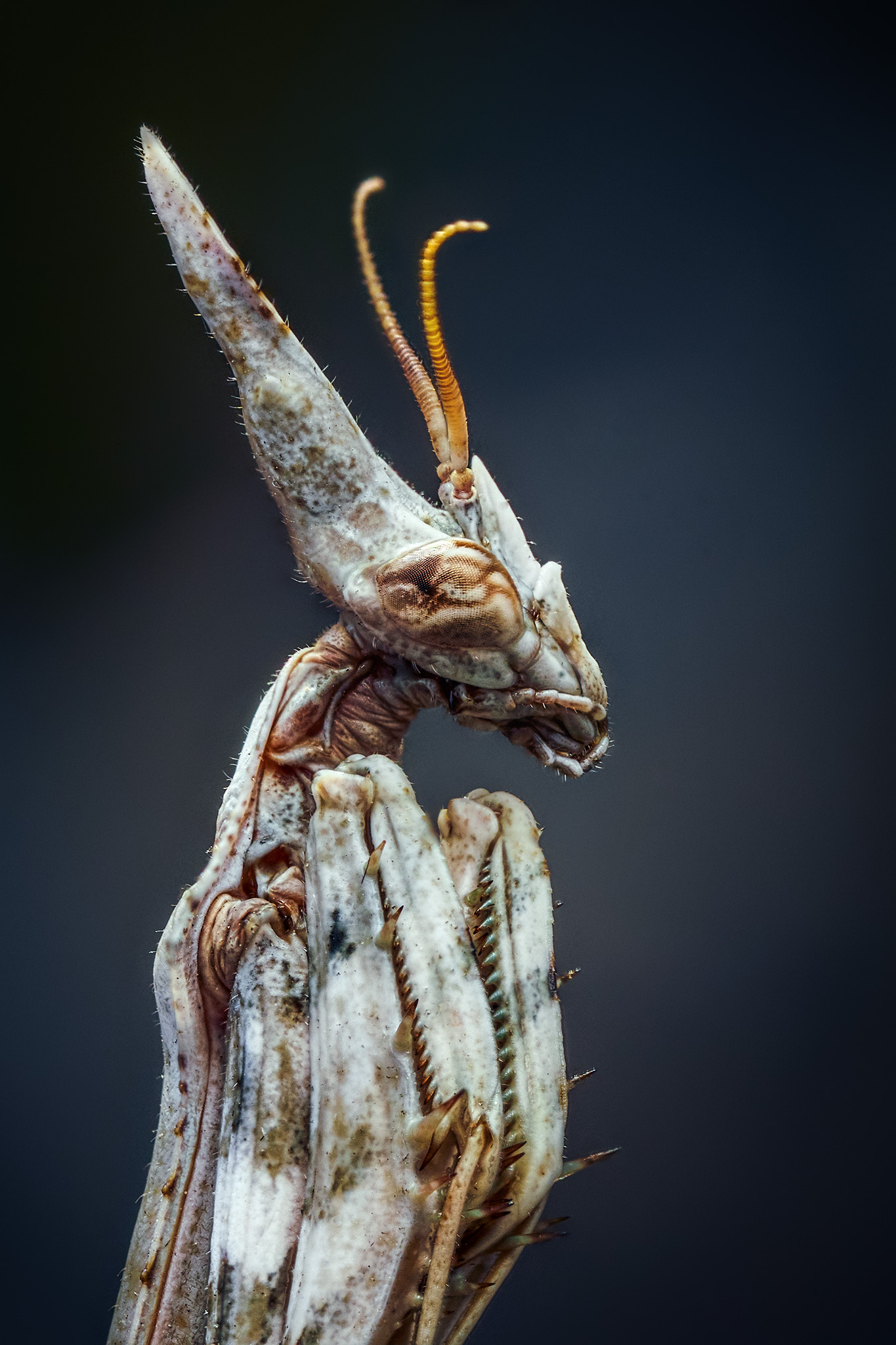 L’Empuse commune: le diablotin de Provence empuse commune le diablotin de provence 4 empuse-commune-le-diablotin-de-provence-4