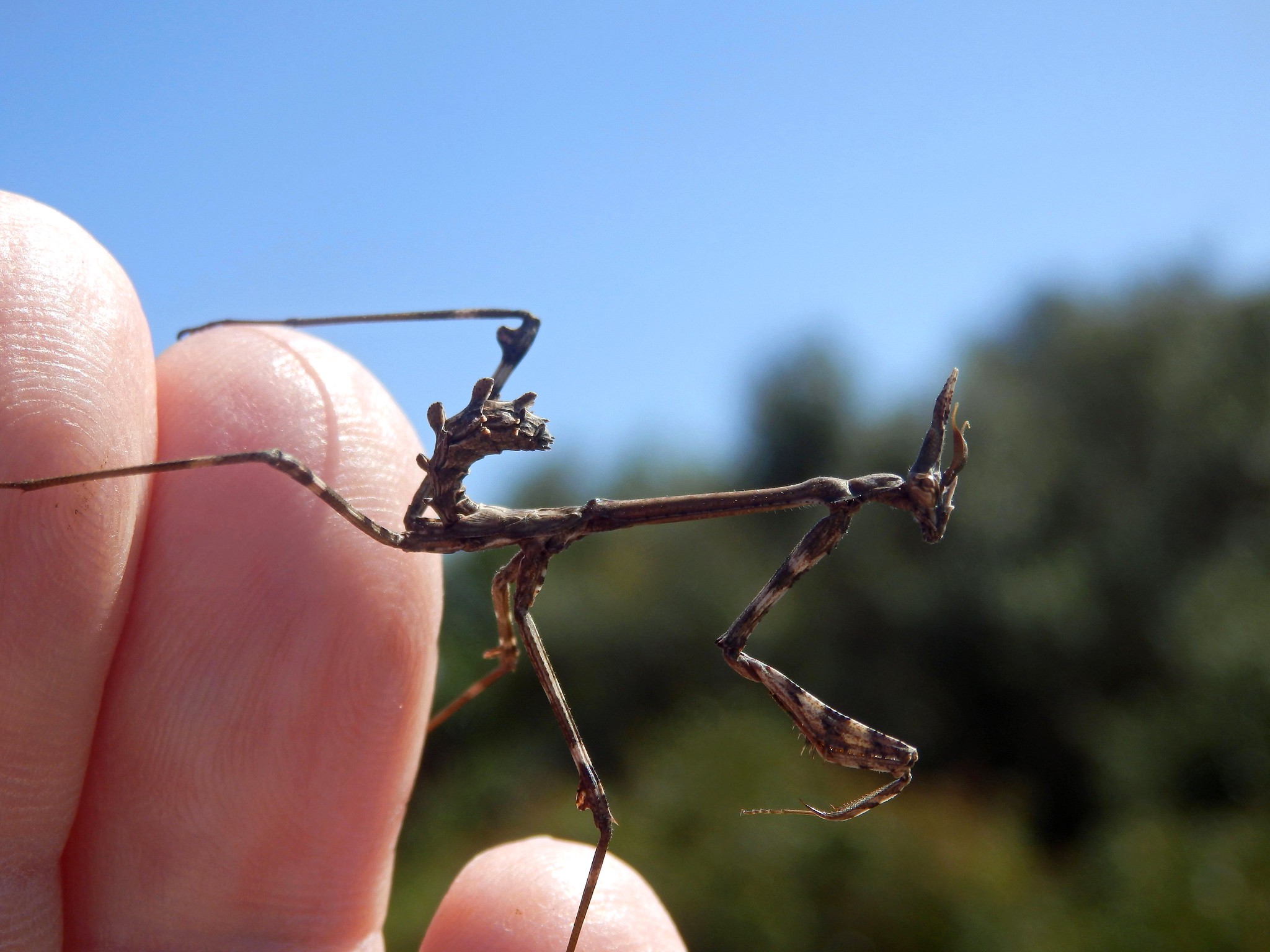 L’Empuse commune: le diablotin de Provence empuse commune le diablotin de provence 6 empuse-commune-le-diablotin-de-provence-6