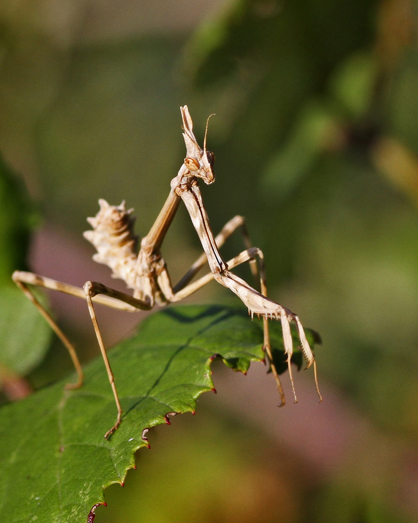 L’Empuse commune: le diablotin de Provence empuse commune le diablotin de provence 7 empuse-commune-le-diablotin-de-provence-7