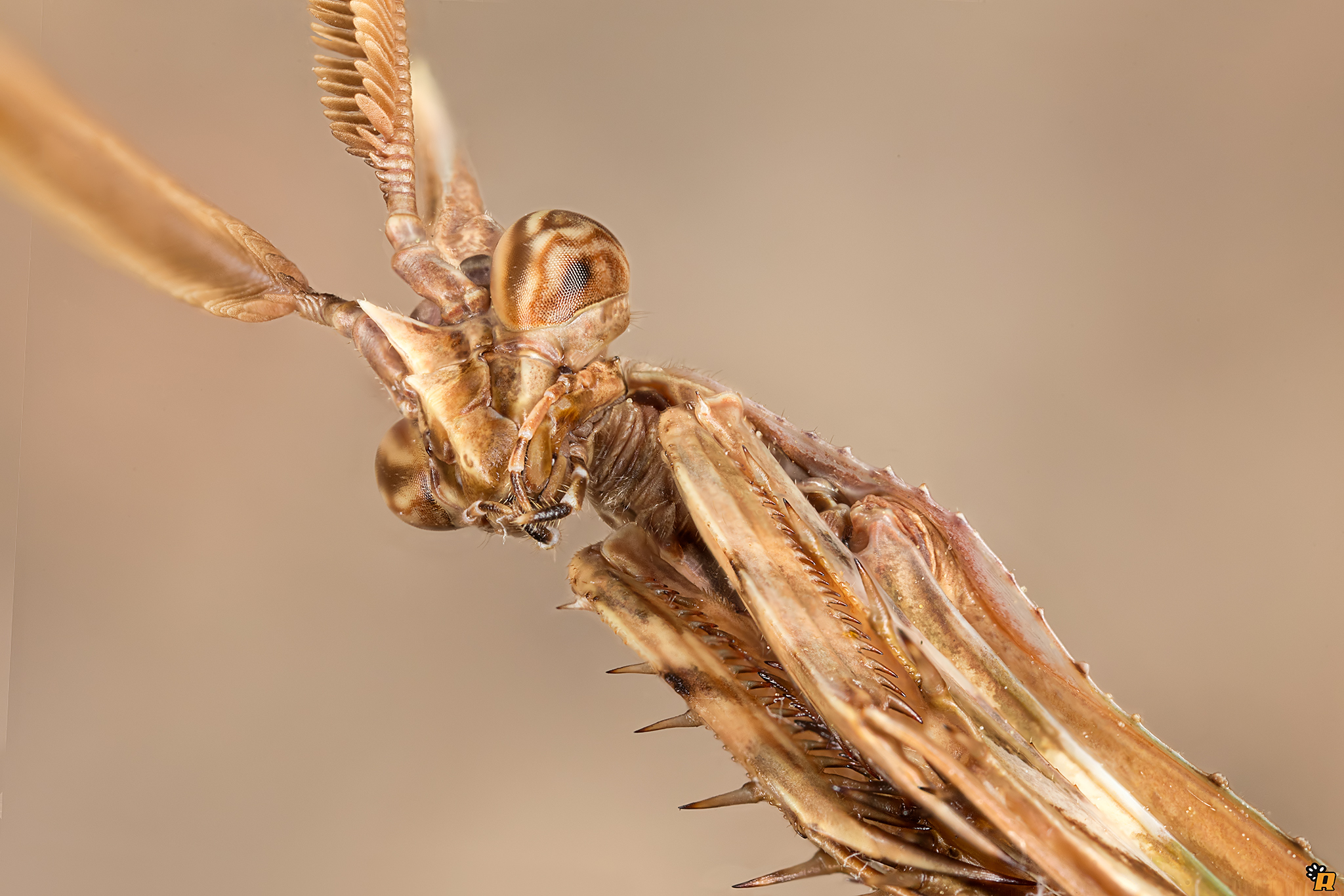 L’Empuse commune: le diablotin de Provence empuse commune le diablotin de provence 8 empuse-commune-le-diablotin-de-provence-8