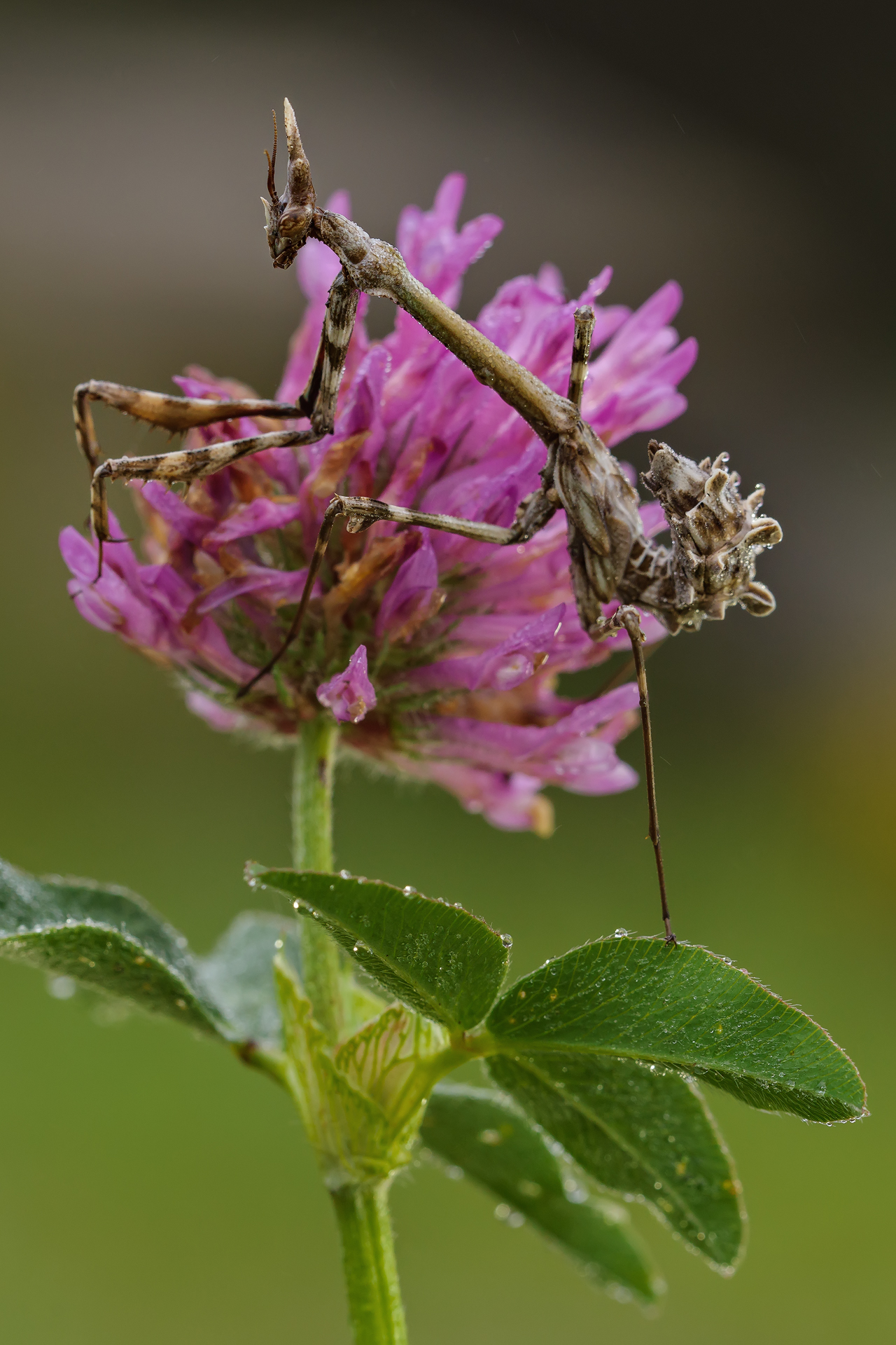 L’Empuse commune: le diablotin de Provence empuse commune le diablotin de provence 9 empuse-commune-le-diablotin-de-provence-9