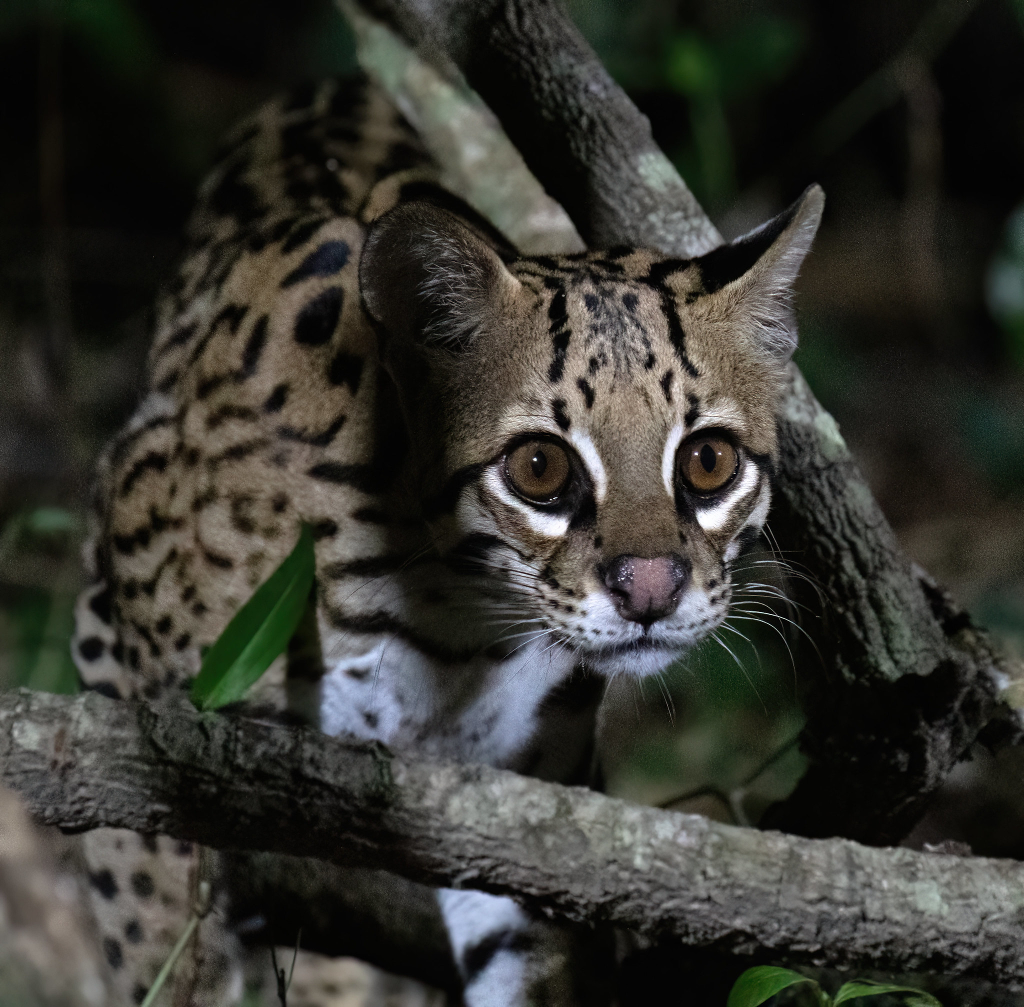L'ocelot, mystérieux félin des Amériques l ocelot mysterieux felin des ameriques 10 l-ocelot-mysterieux-felin-des-ameriques-10