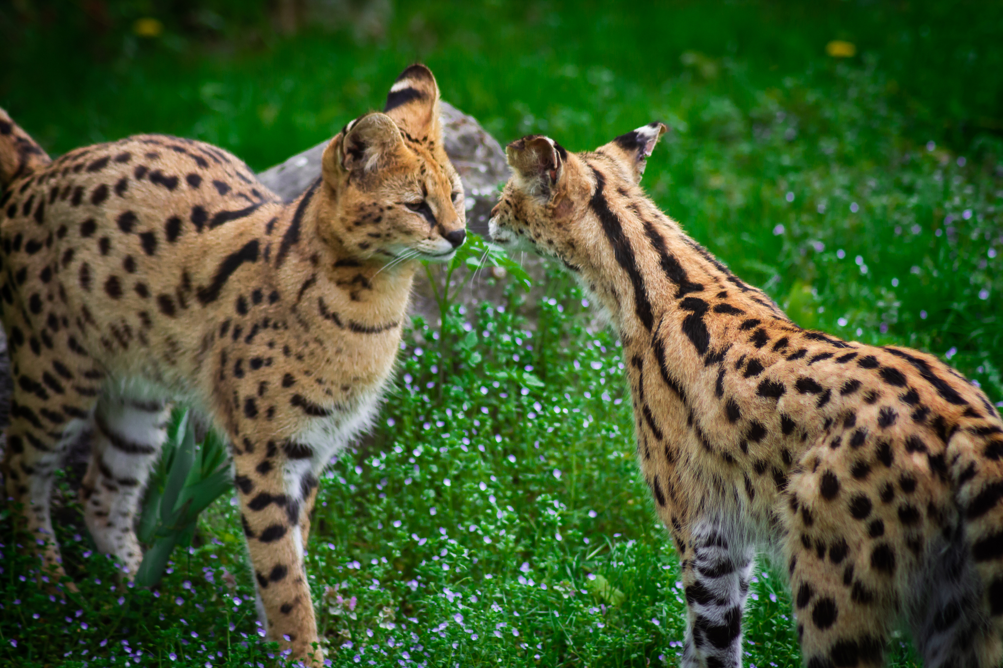 L'ocelot, mystérieux félin des Amériques l ocelot mysterieux felin des ameriques 12 l-ocelot-mysterieux-felin-des-ameriques-12