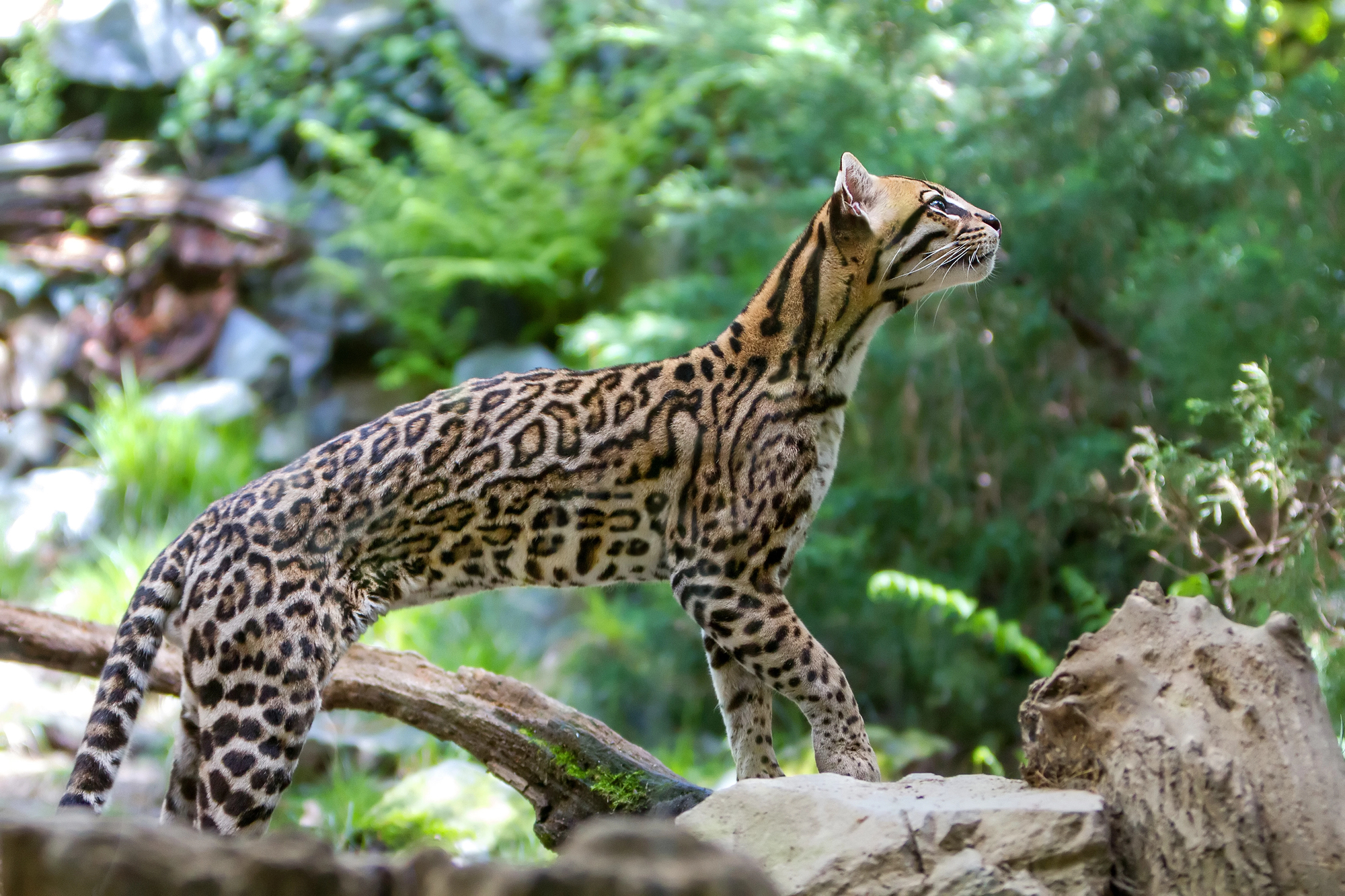 L'ocelot, mystérieux félin des Amériques l ocelot mysterieux felin des ameriques 3 l-ocelot-mysterieux-felin-des-ameriques-3