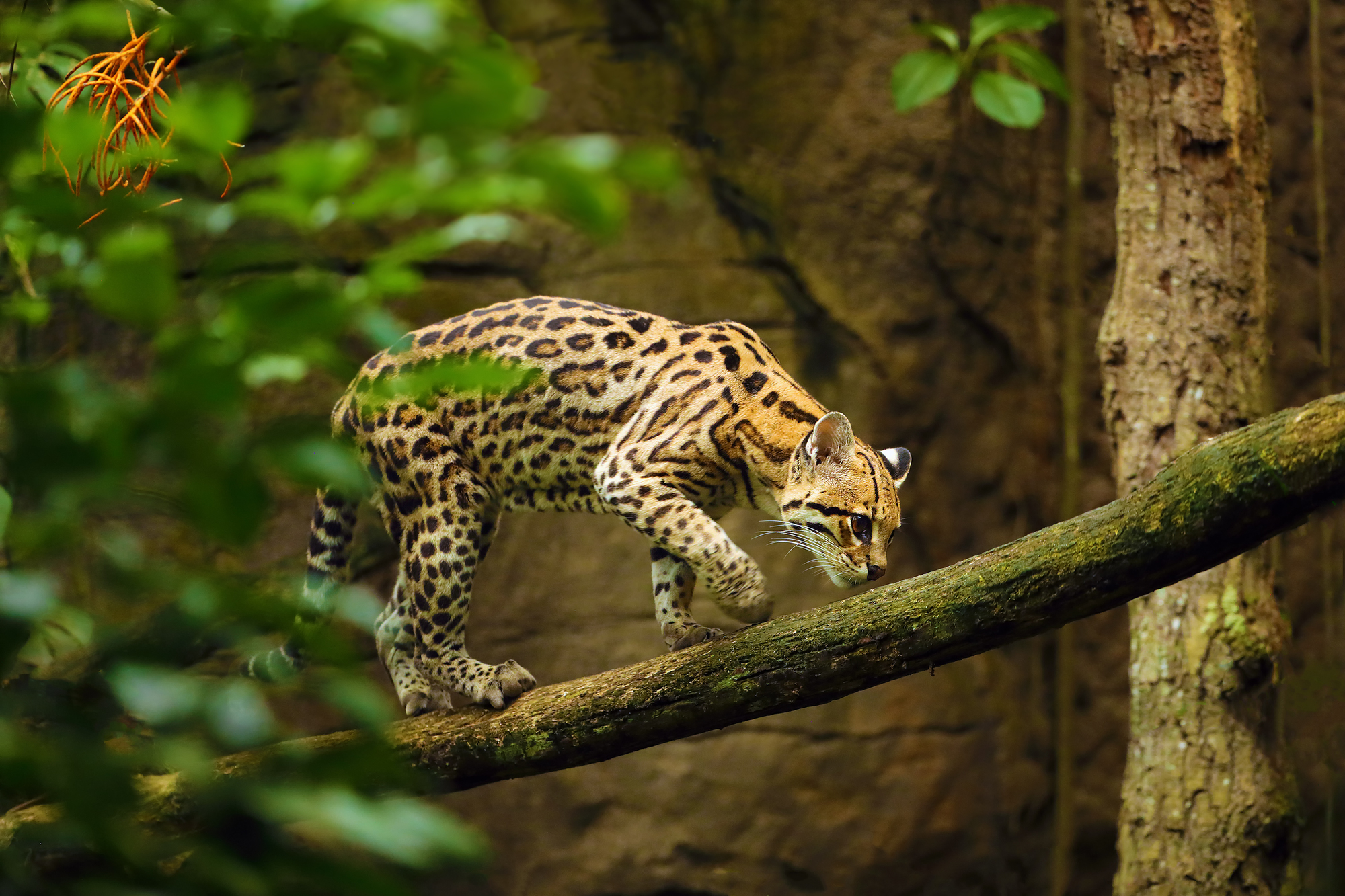 L'ocelot, mystérieux félin des Amériques l ocelot mysterieux felin des ameriques 4 l-ocelot-mysterieux-felin-des-ameriques-4