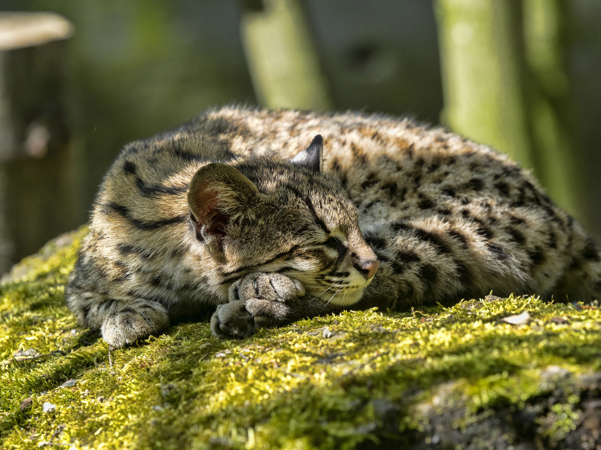 L'ocelot, mystérieux félin des Amériques l ocelot mysterieux felin des ameriques 5 l-ocelot-mysterieux-felin-des-ameriques-5